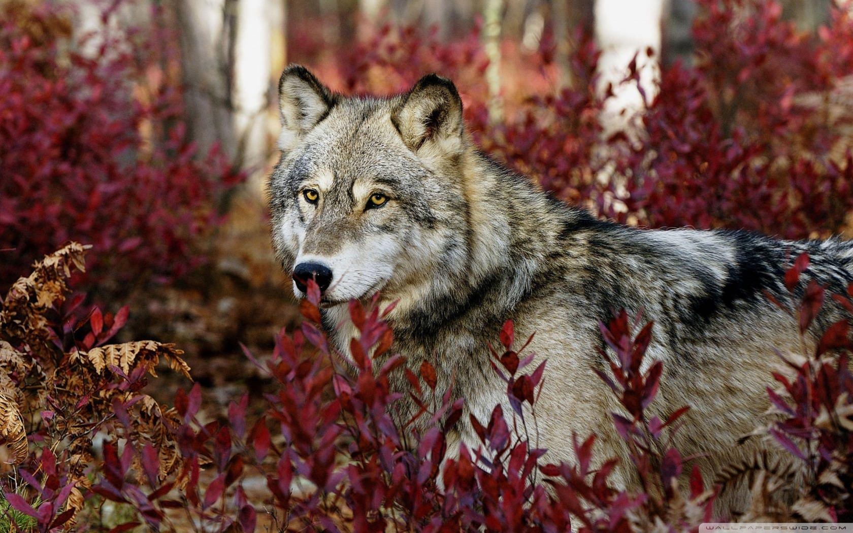 1680x1050 Wolf Picture. All About Wolves