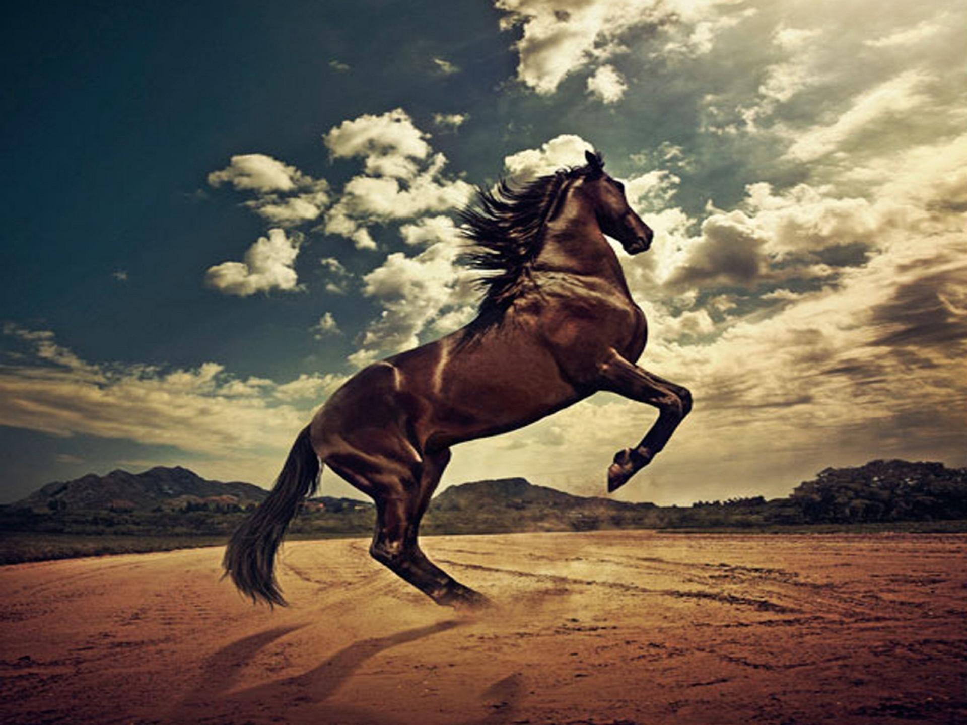 Stallion Wallpapers - Top Free Stallion Backgrounds - WallpaperAccess
