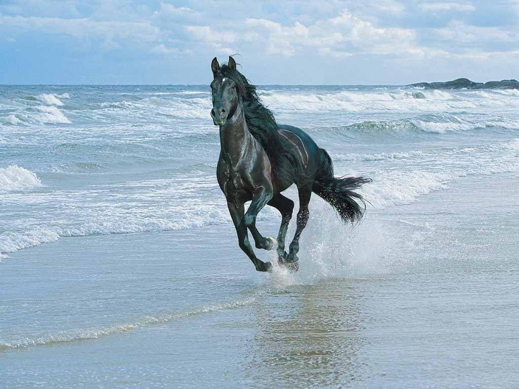 1024x768 Friesian Horse Wallpaper