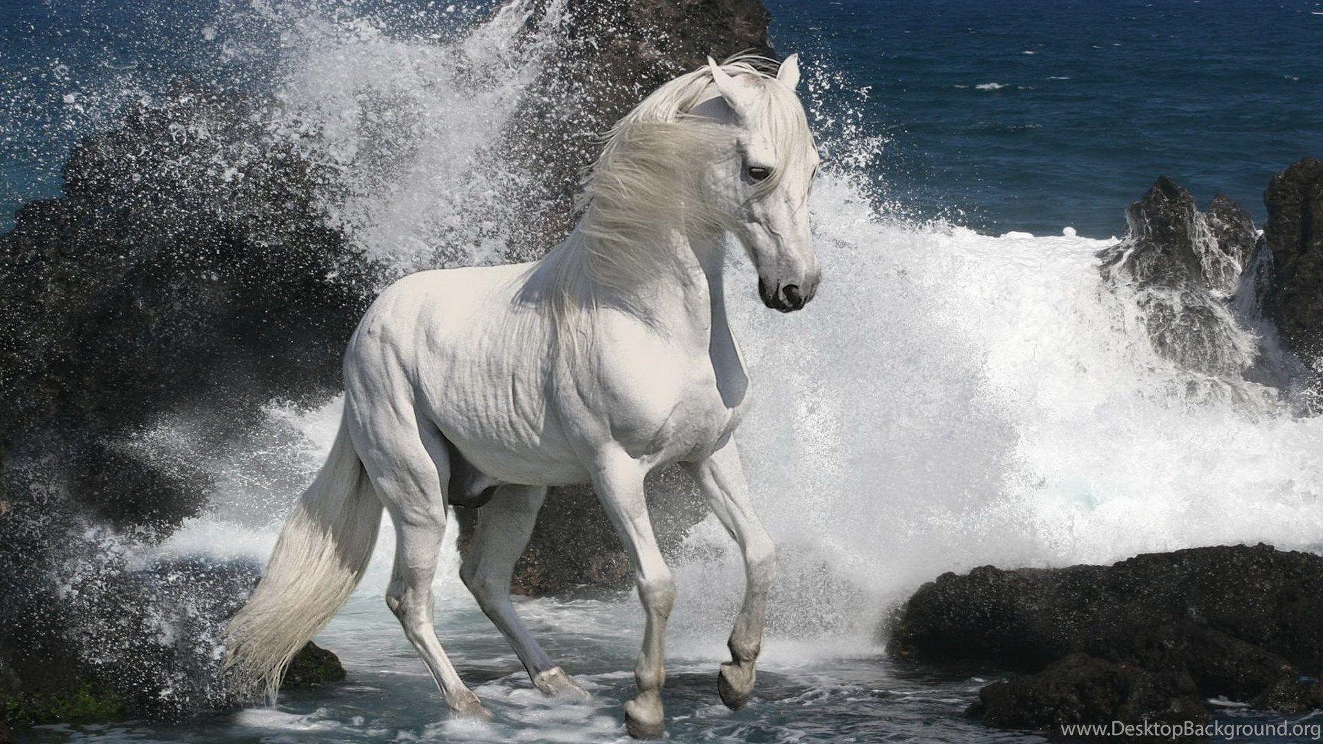 1920x1080 White Stallion Wallpaper And Image Wallpaper, Picture, Photo