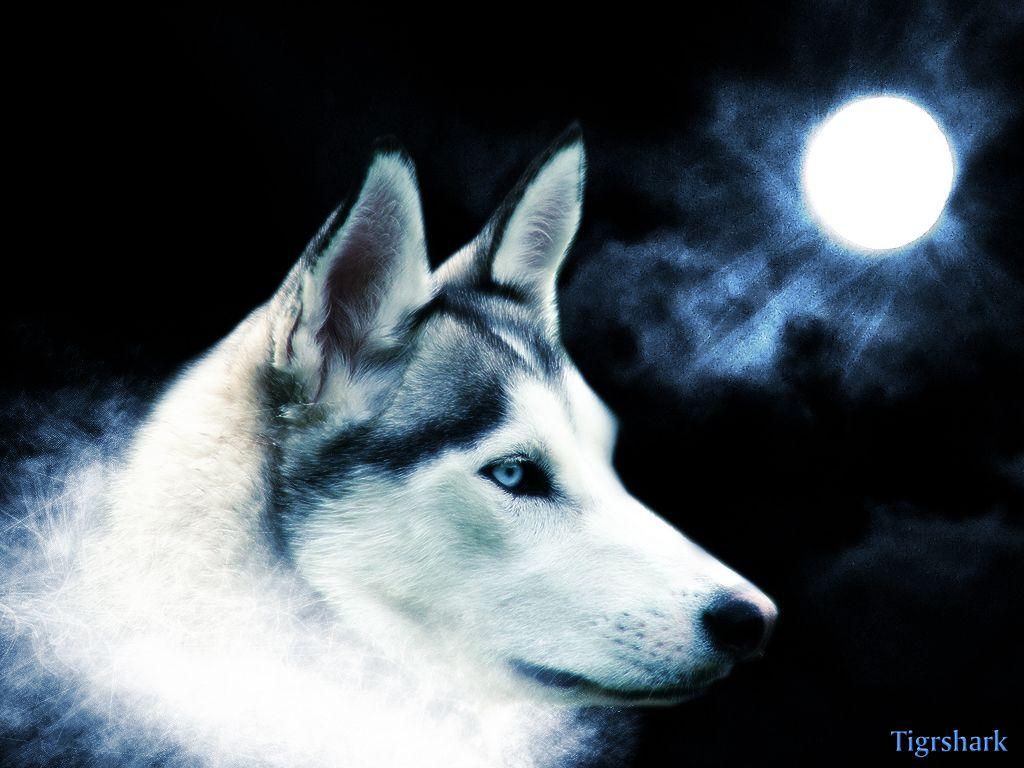 1024x768 Wolf Wallpaper About Animals