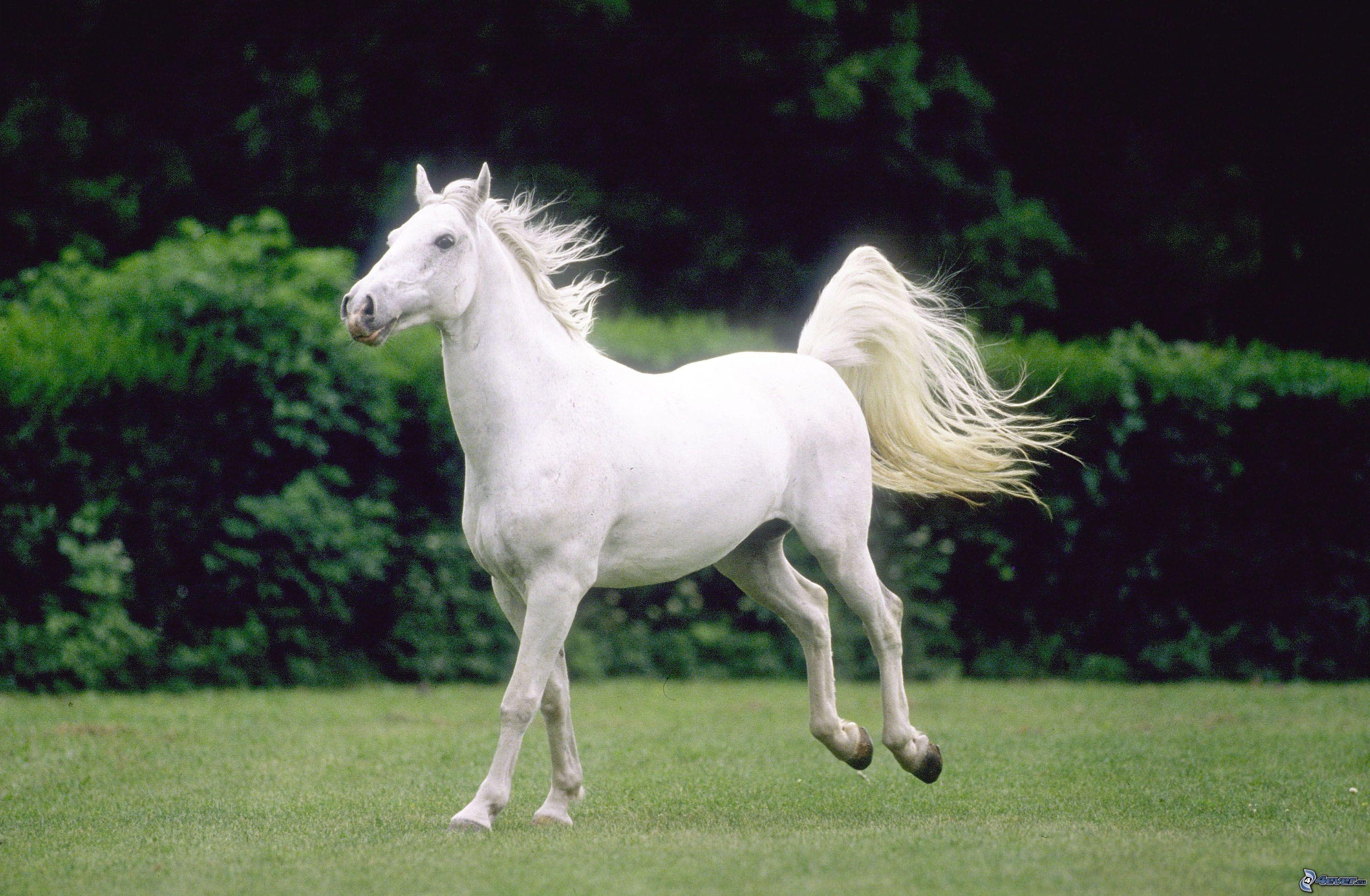 2996x1960 Lipizzaner Wallpaper. Lipizzaner