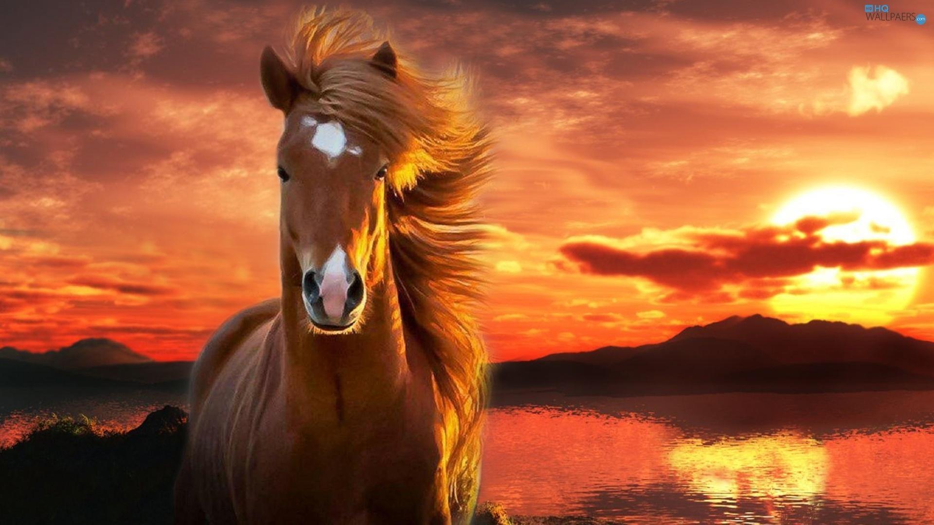 1920x1080 Free Horse Wallpaper for Android