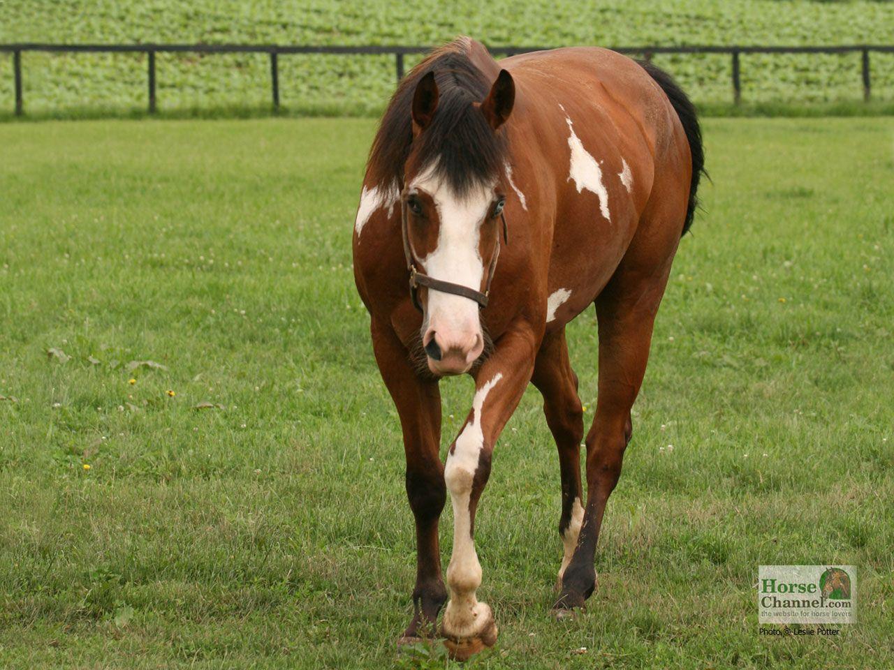 1280x960 Pinto Horse Desktop Wallpaper