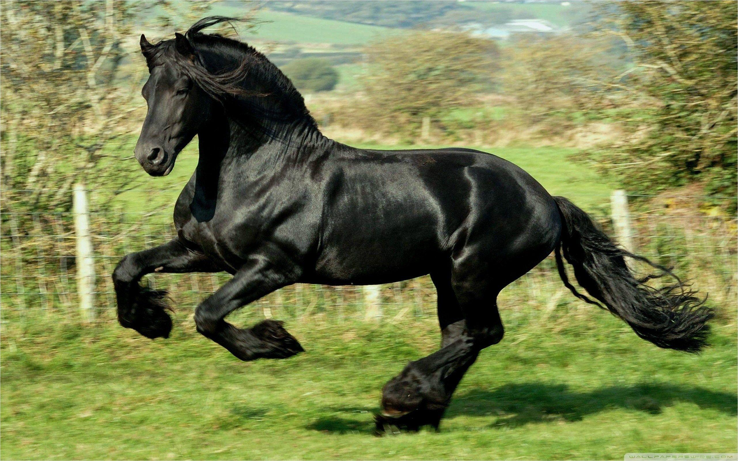 2562x1602 Black Horse