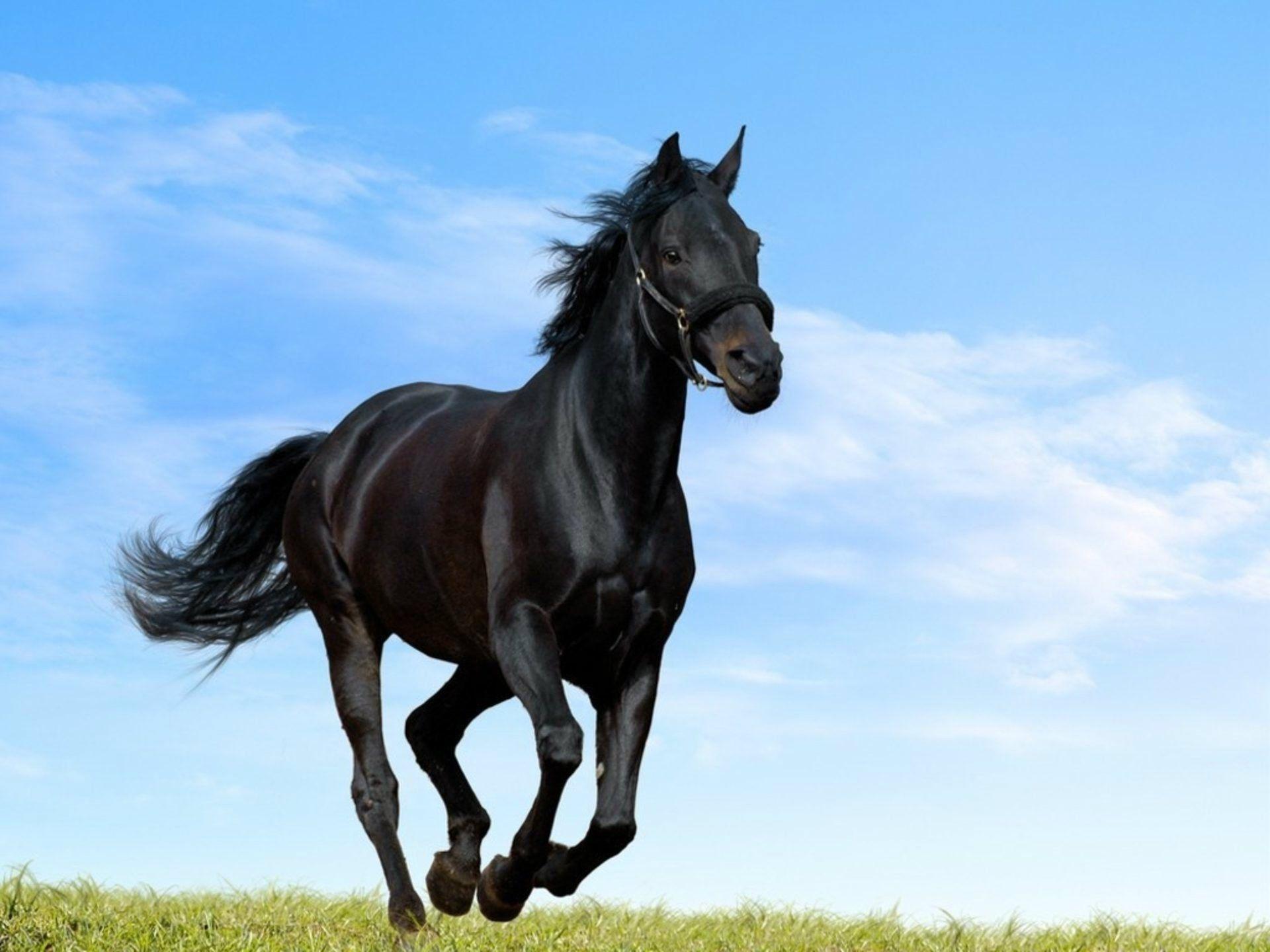 1920x1440 Horse Image HD