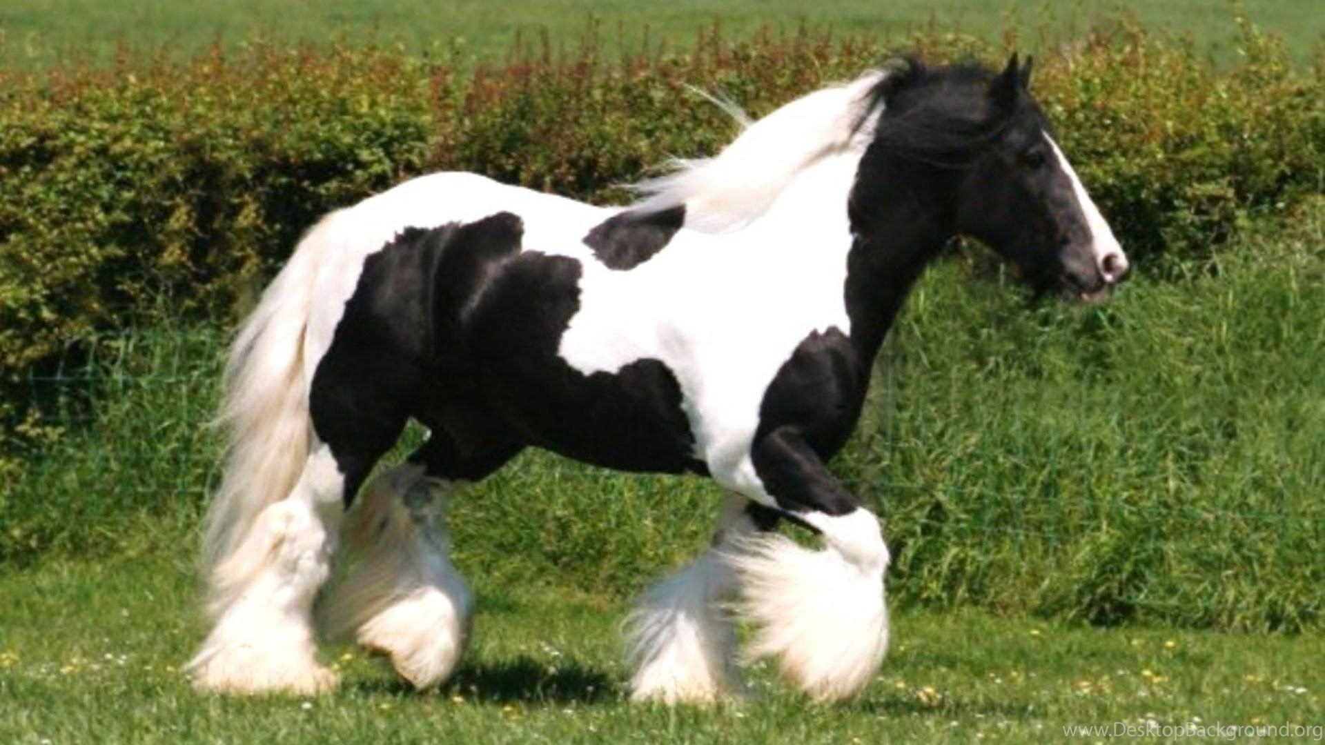 Модификации тинкер. Лошади породы Тинкер. Лошадь породы Gypsy Vanner. Белая лошадь с черной гривой. Фризская лошадь белая.