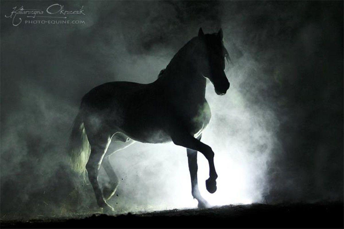 1200x800 Spanish Stallion Errant Stray Black Horses Andalusian Horses Wallpaper HD Wallpaper & Background Download