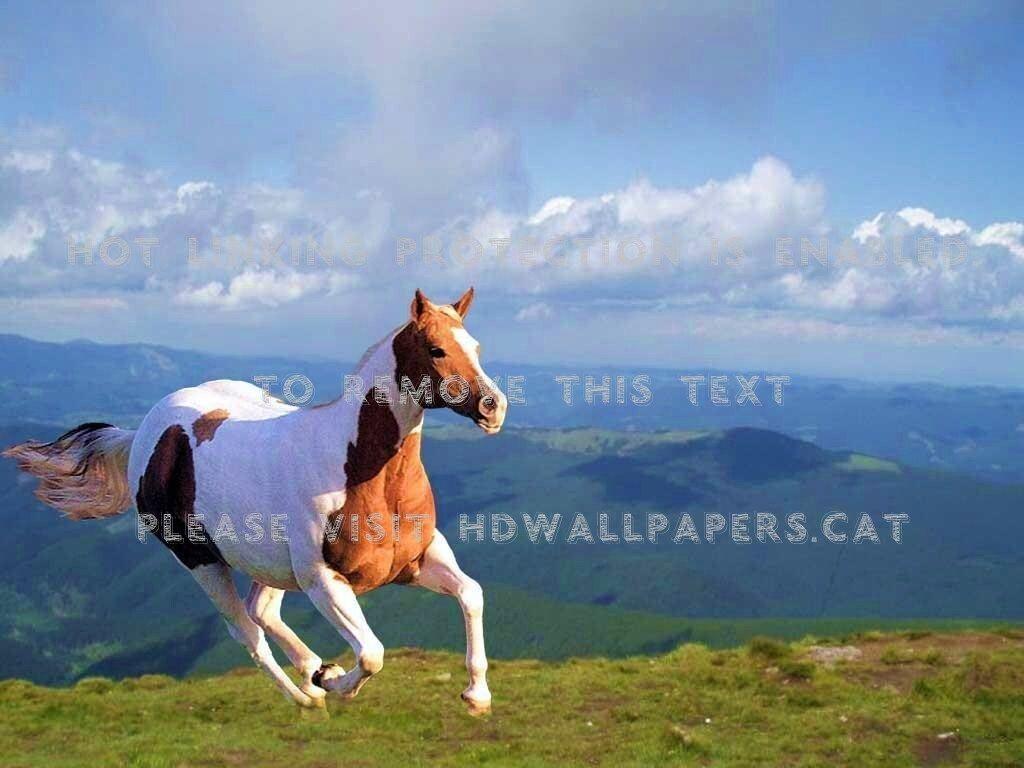1024x768 running free hills brown and white paint