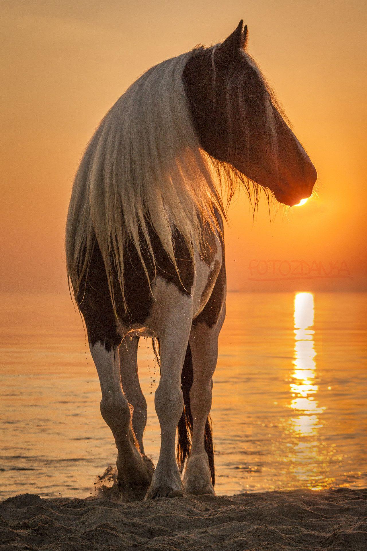 1280x1920 Paint Horse Wallpaper