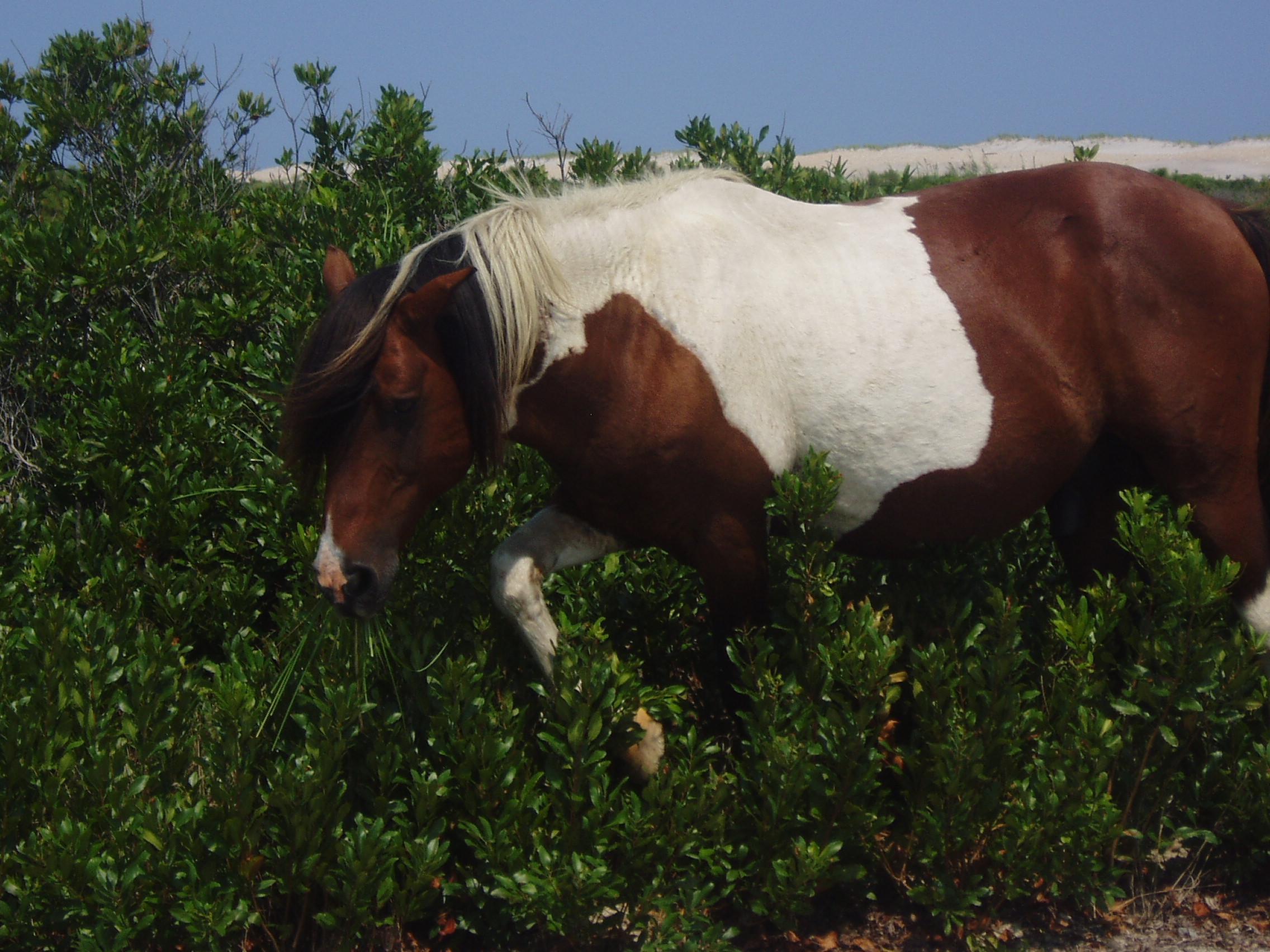 2272x1704 Wallpaper Paint Horse Cool Desktop Background Image Widescreen