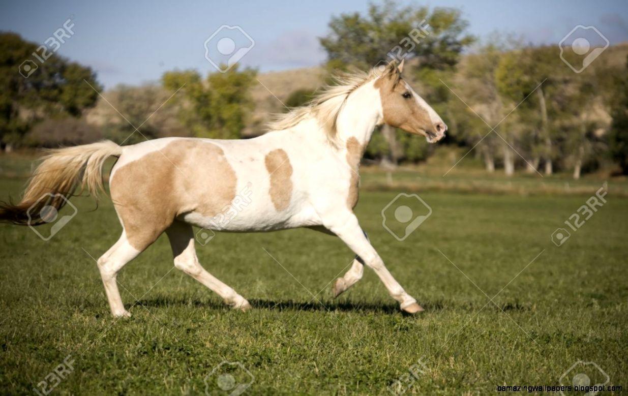 1235x779 Wild Paint Horses Galloping
