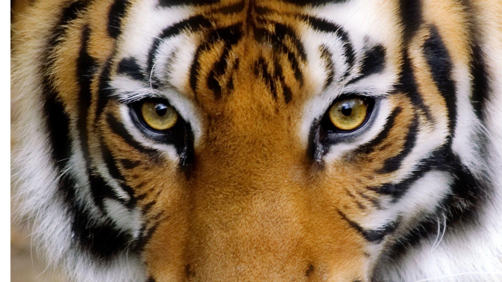 1920x1080 Angry Tiger Eyes hình nền