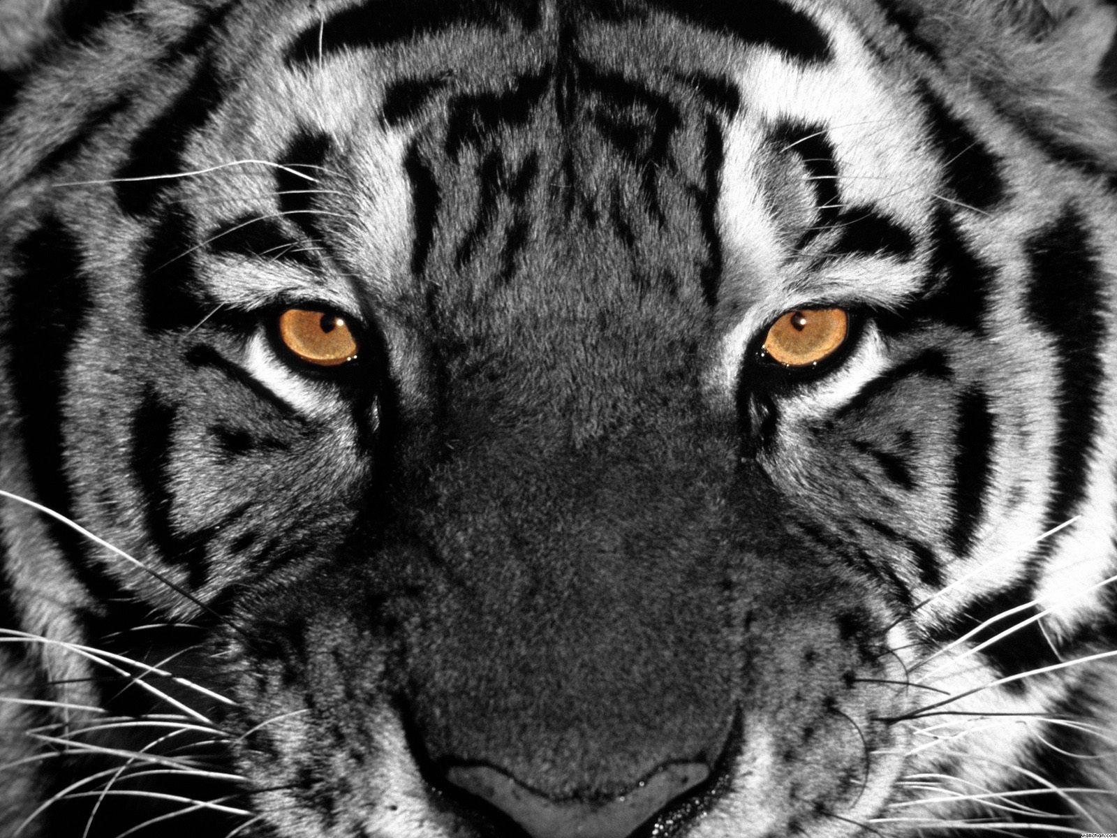 1600x1200 Tiger Eyes hình nền