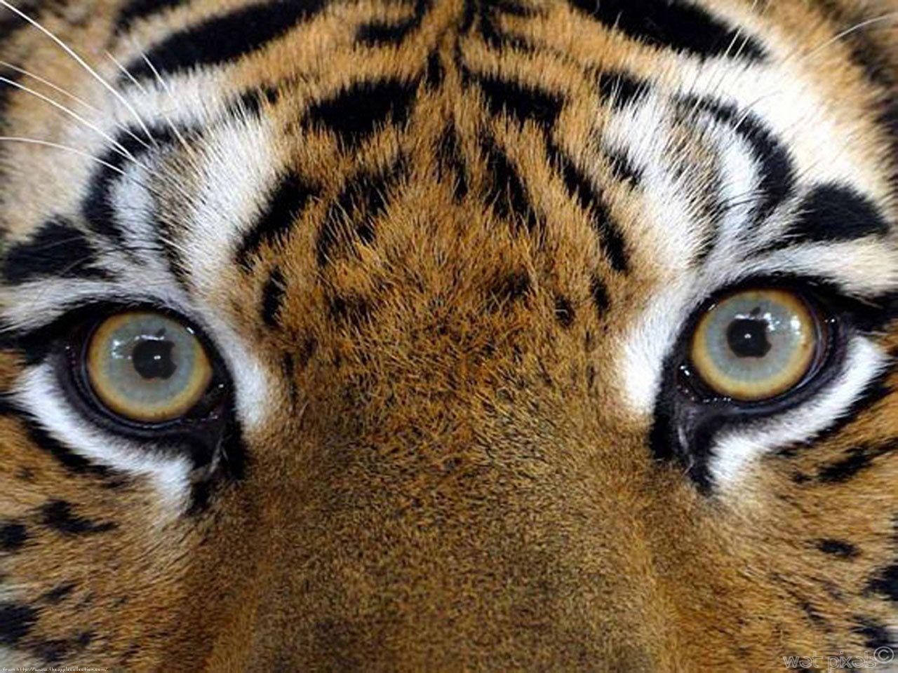 Hình nền Tiger Eyes 1280x960 HD