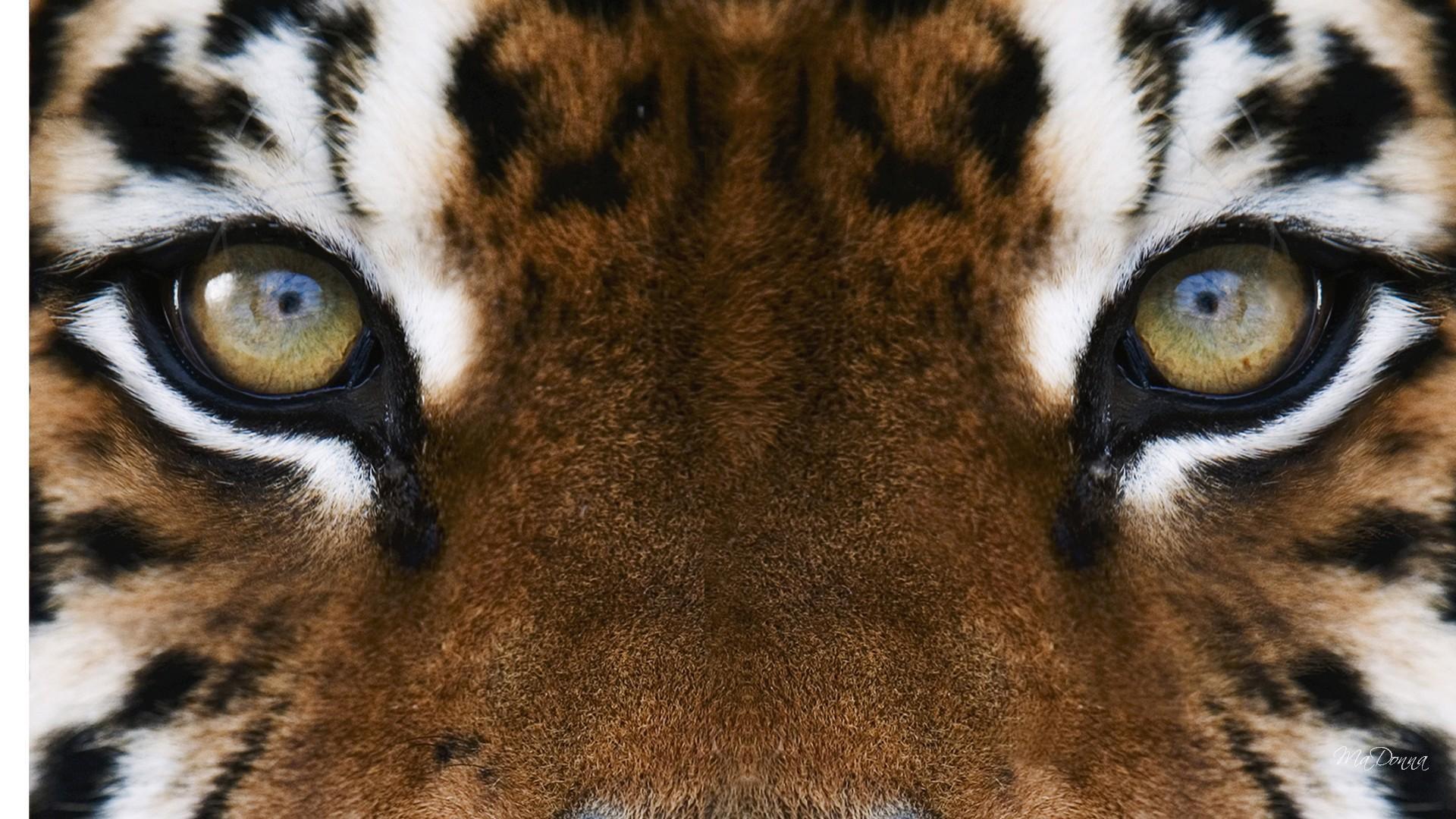 Hình nền máy tính HD 1920x1080 Tiger Eyes: Màn hình rộng: Độ nét cao