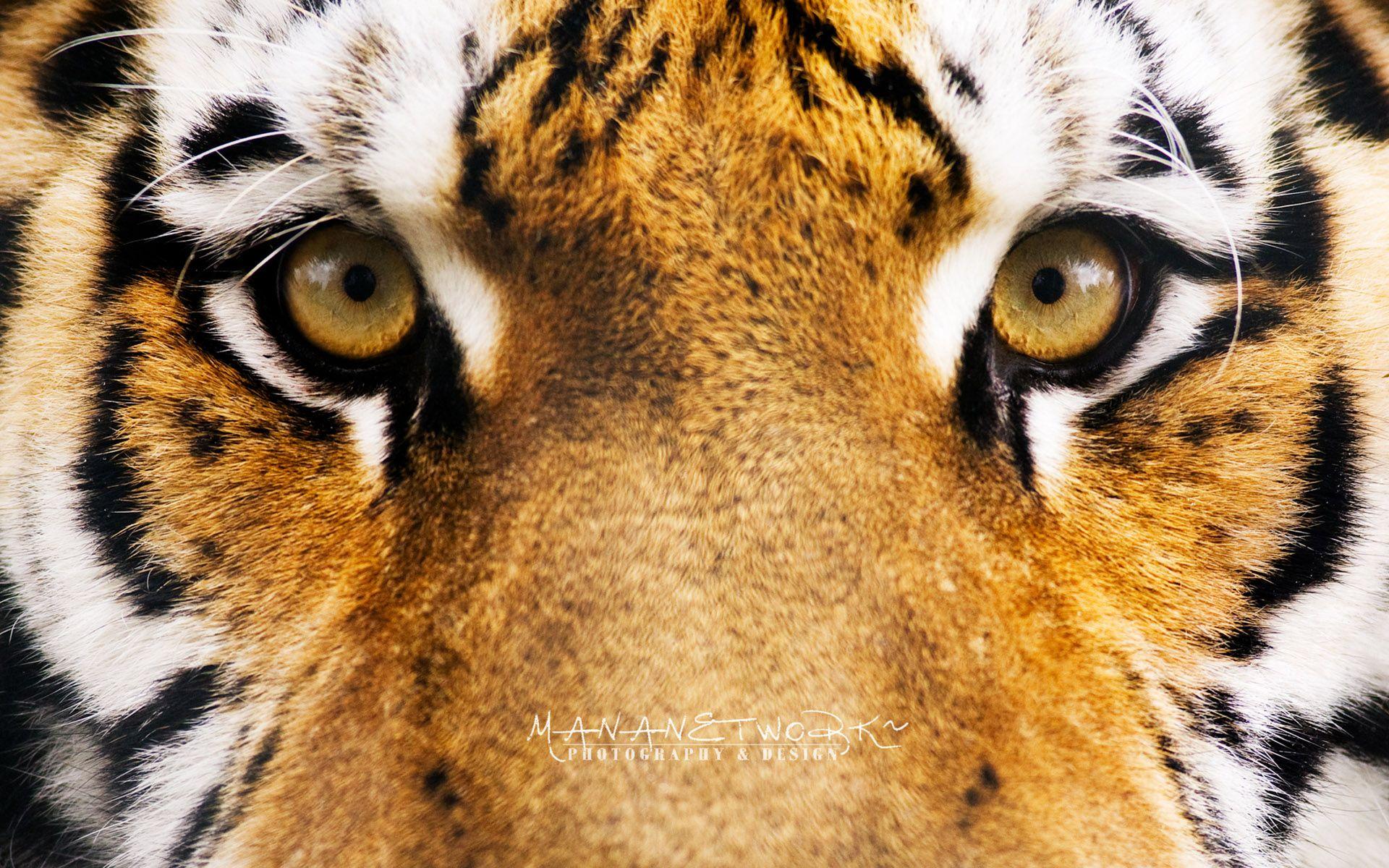 Hình nền HD 1920x1200 Tiger Eyes
