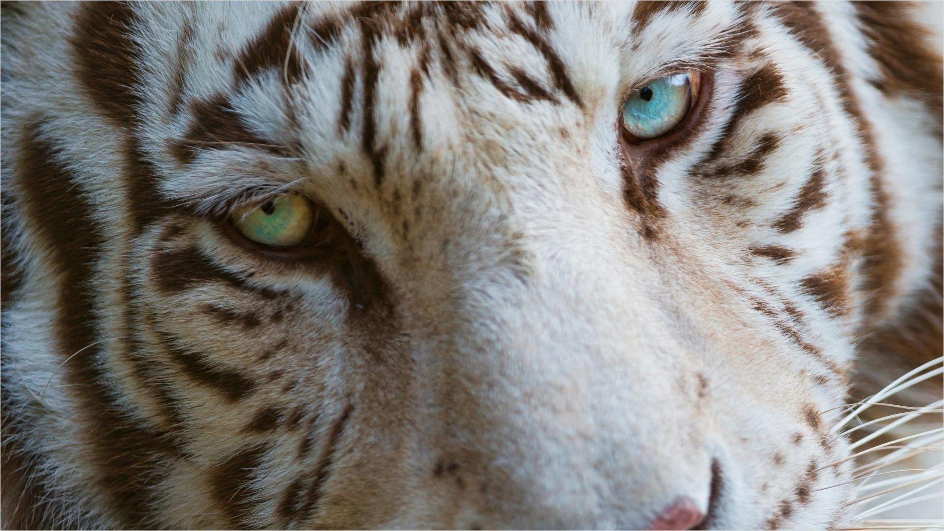 1922x1082 White Tiger Eyes - Hình nền VIP