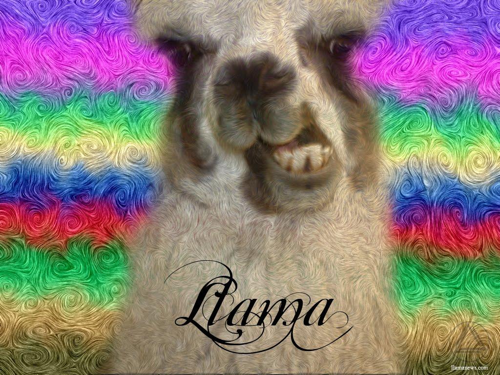 1024x768 Llama Wallpaper, Collection of Llama Background, Llama High