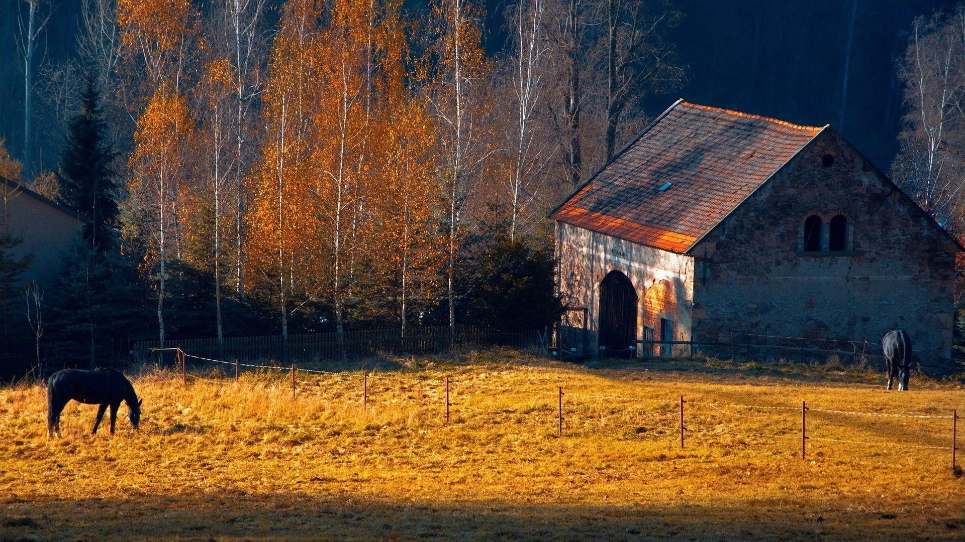 1920x1080 Fall Horse Wallpaper