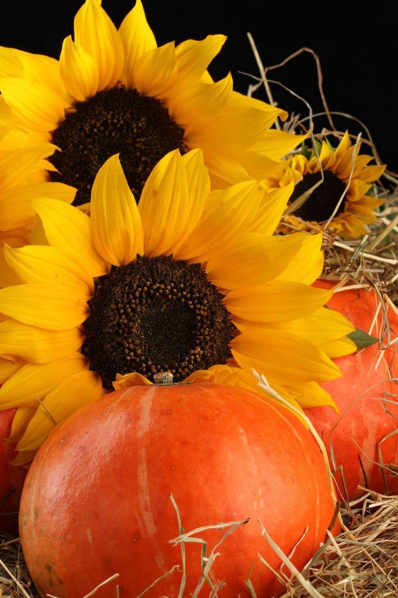 Pumpkin Sunflower Wallpapers - Top Free Pumpkin Sunflower Backgrounds