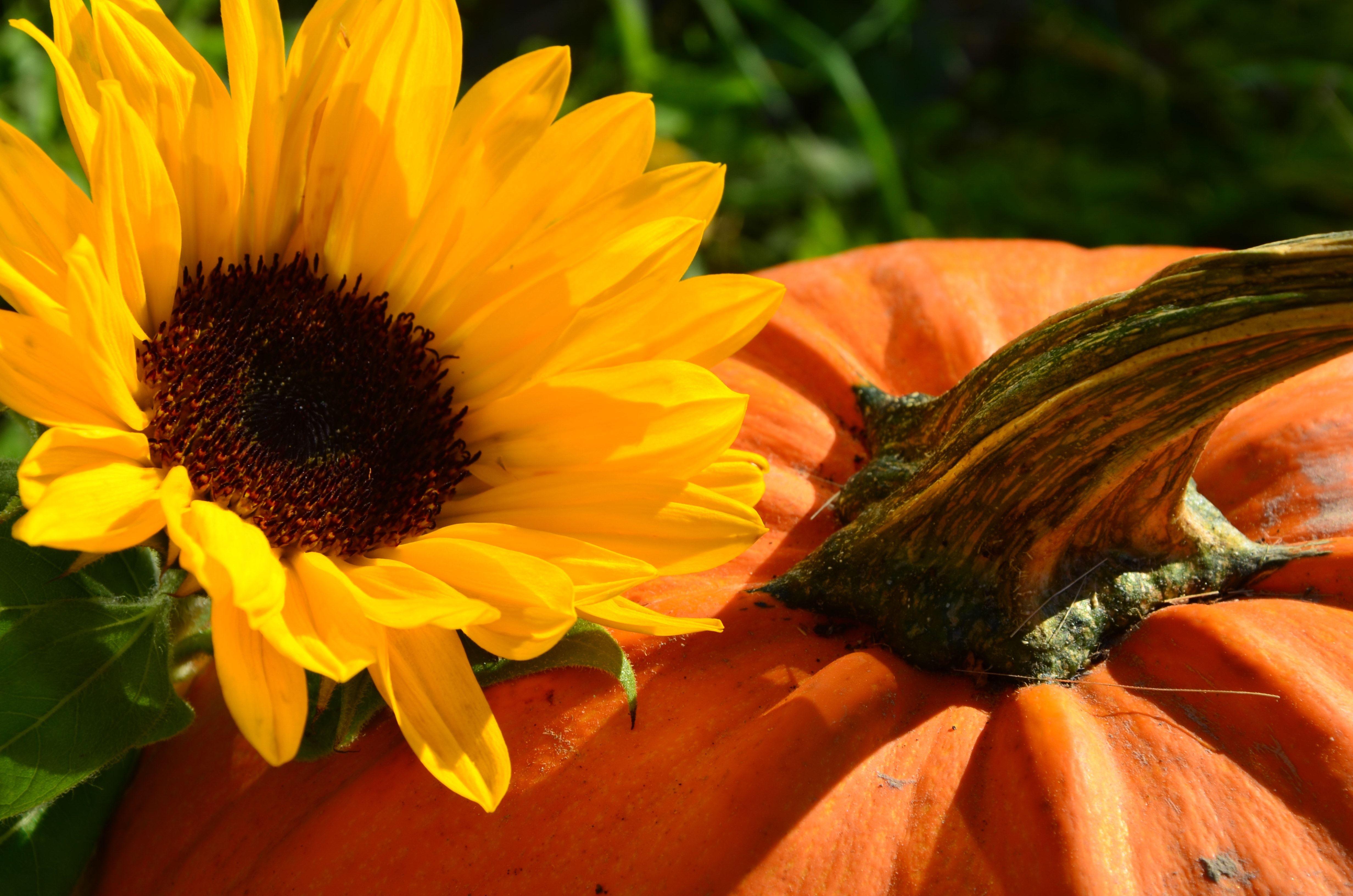 Pumpkin Sunflower Wallpapers - Top Free Pumpkin Sunflower Backgrounds ...