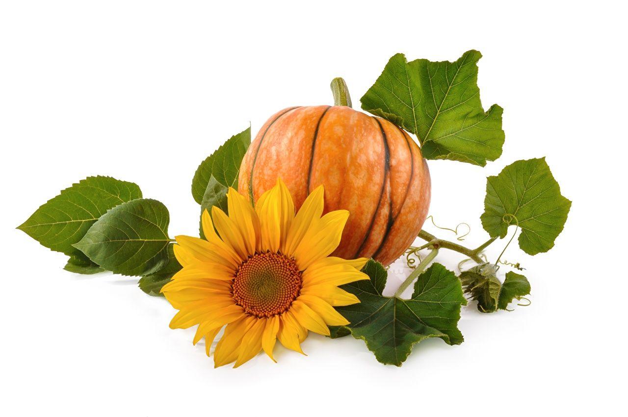 1280x850 Desktop Wallpaper Foliage Pumpkin Sunflowers Food Closeup White