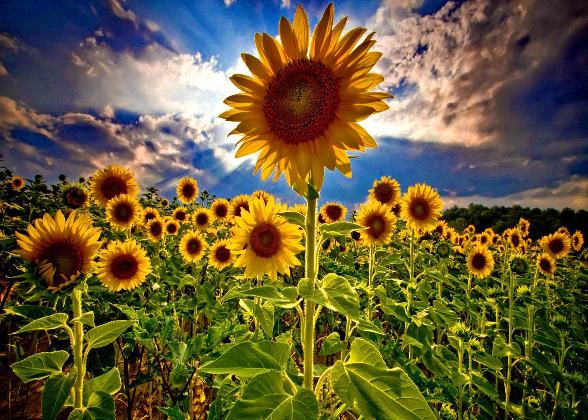 1920x1371 Sunflower Sunflower Farm Best Wallpaper 23693