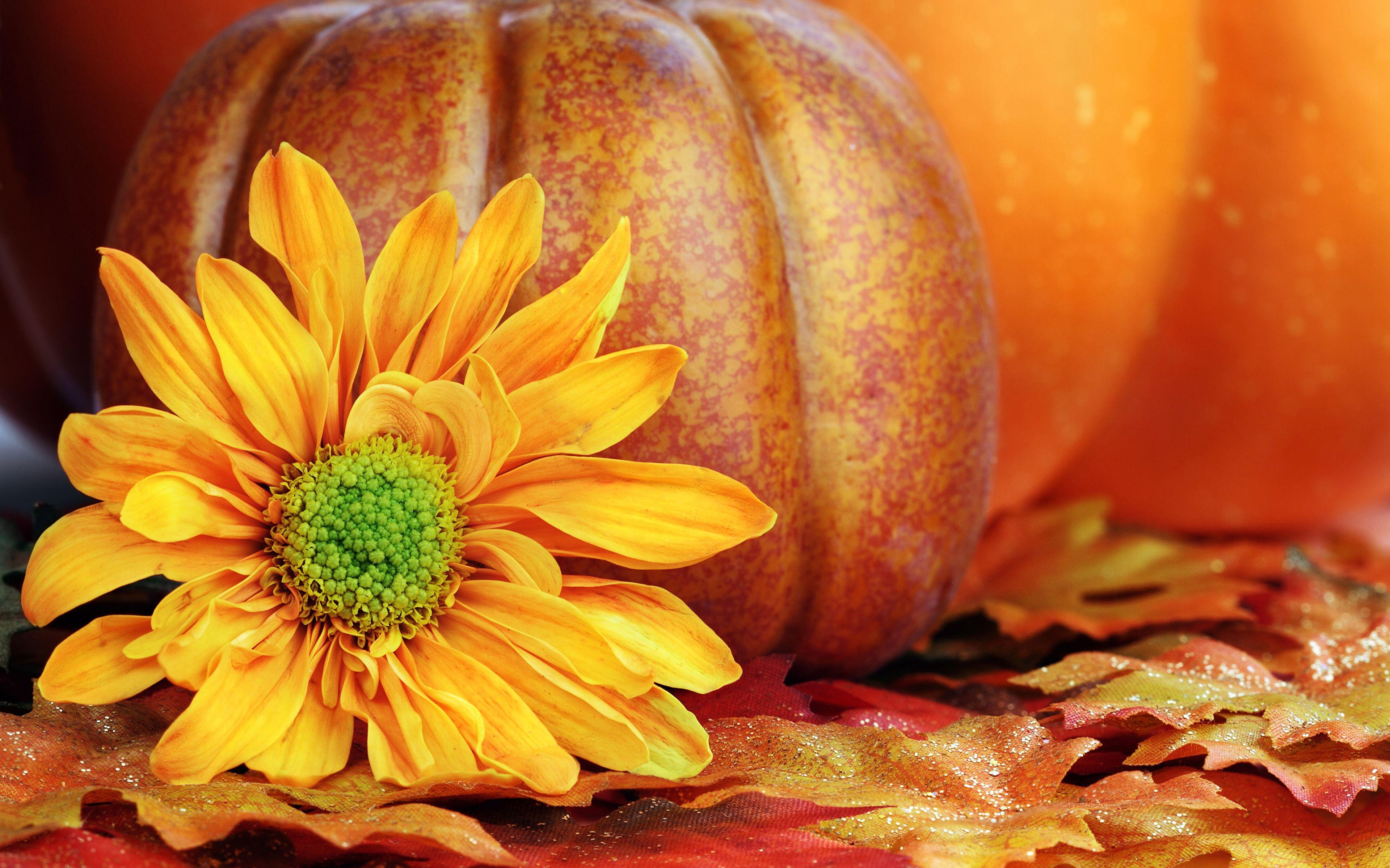 Pumpkin Sunflower Wallpapers - Top Free Pumpkin Sunflower Backgrounds