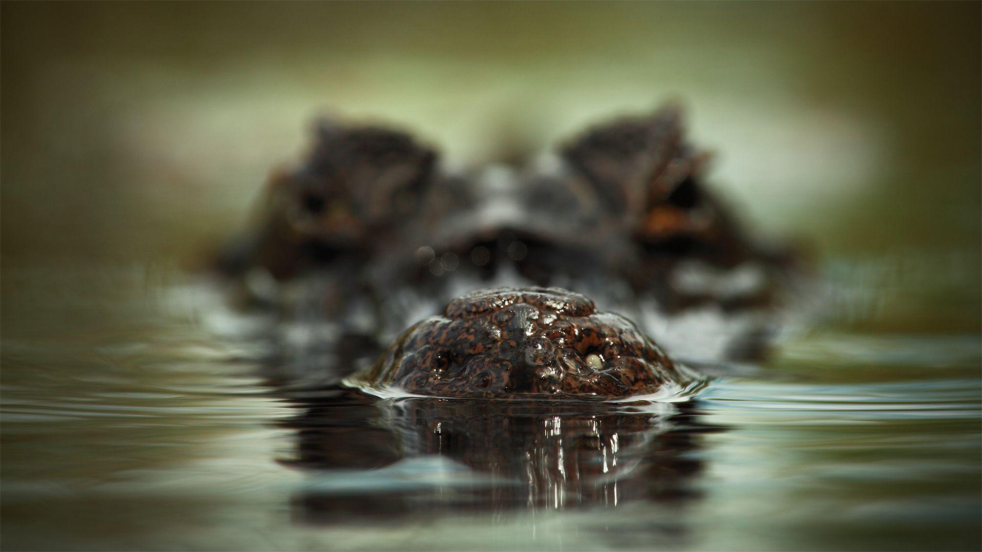 1920x1080 Crocodile Close Up Desktop. Crocodile, Alligator