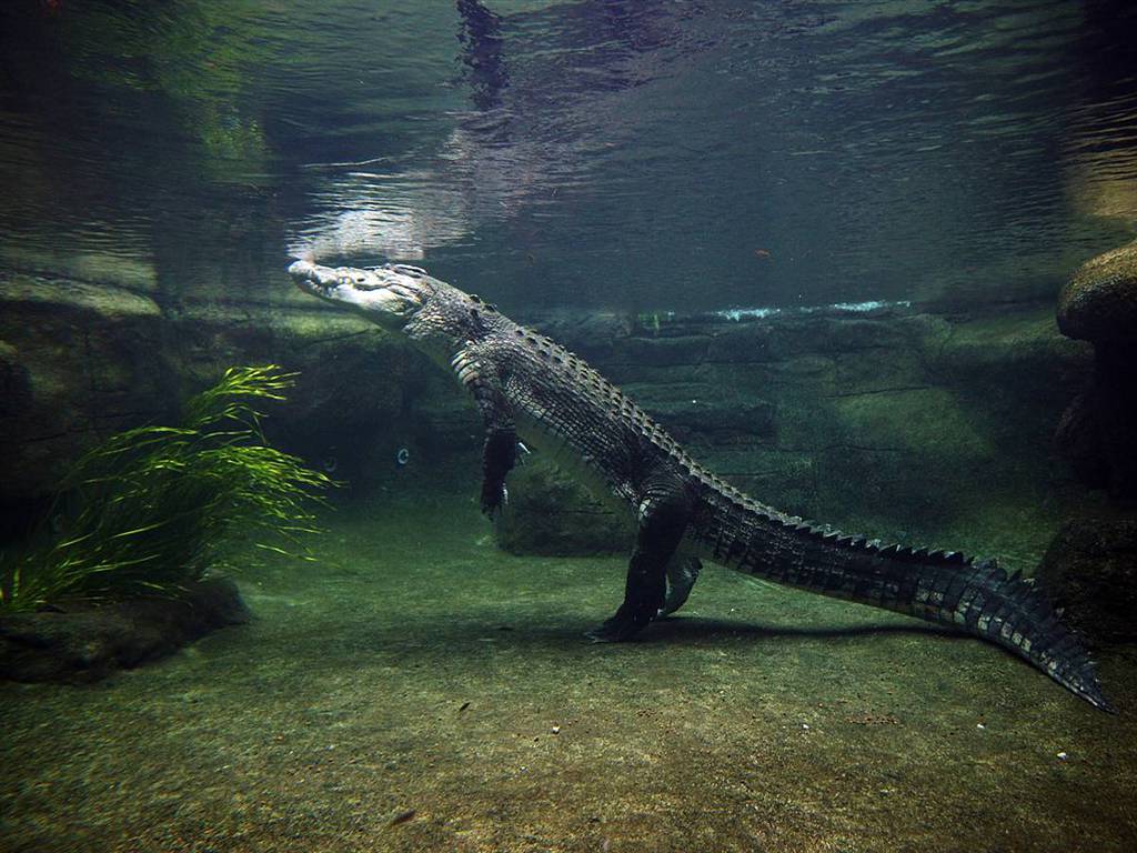 1024x768 Free download crocodile wallpaper HD desktop Desktop Background