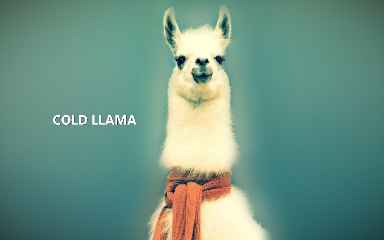 1600x1000 HD Llama Wallpaper