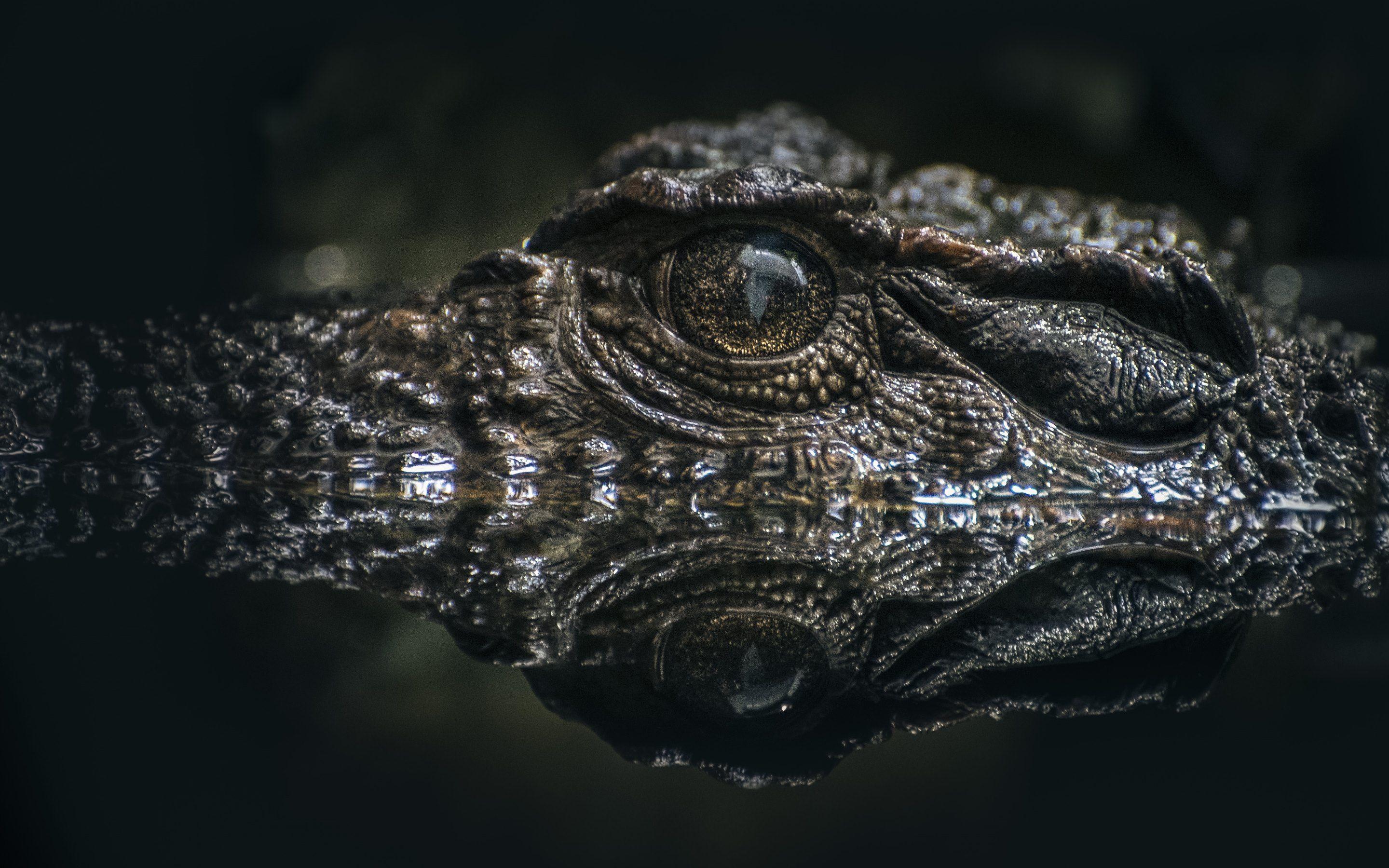 2880x1800 Crocodile Wallpaper
