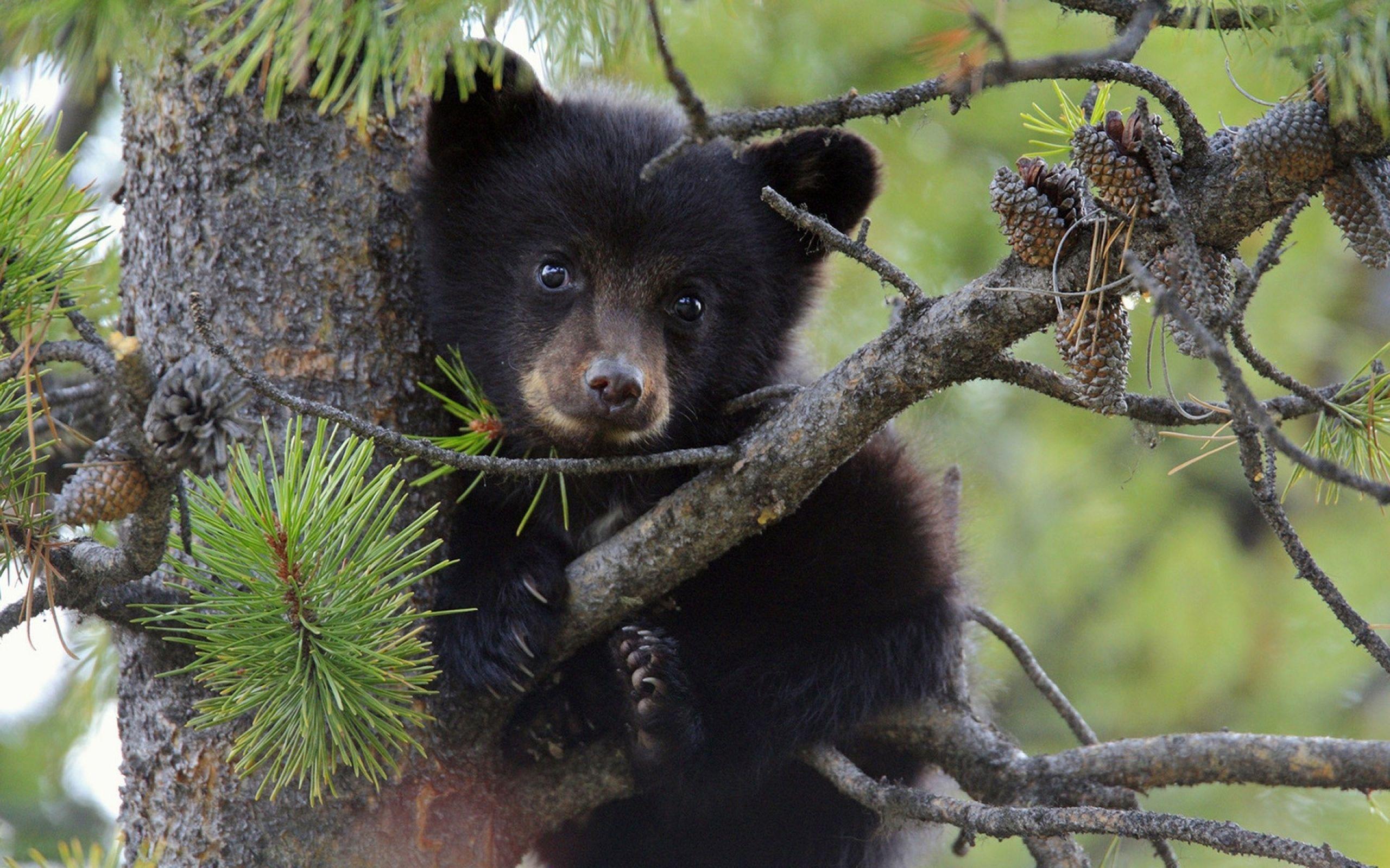 2560x1600 baby, Bear Wallpaper HD / Desktop and Mobile Background