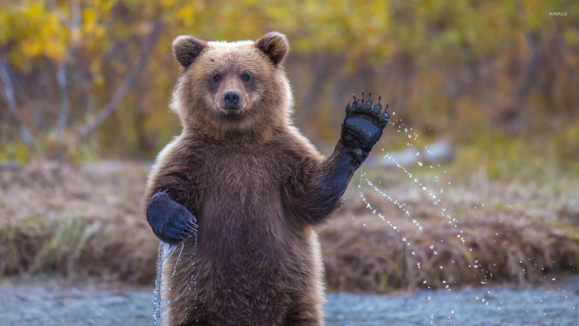 1920x1080 Bear Cubs Wallpaper Bear Cub Wallpaper .itl.cat