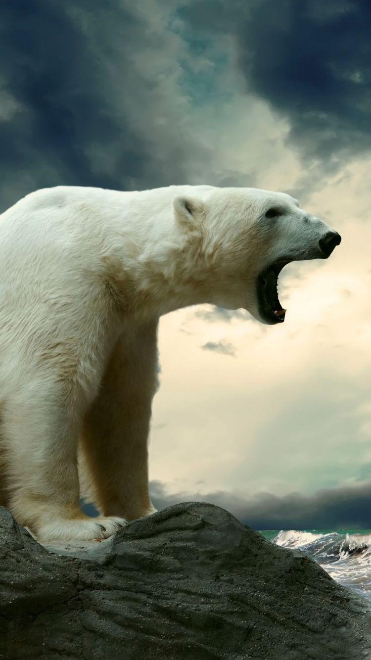 750x1334 Animal Polar Bear (750x1334) Wallpaper