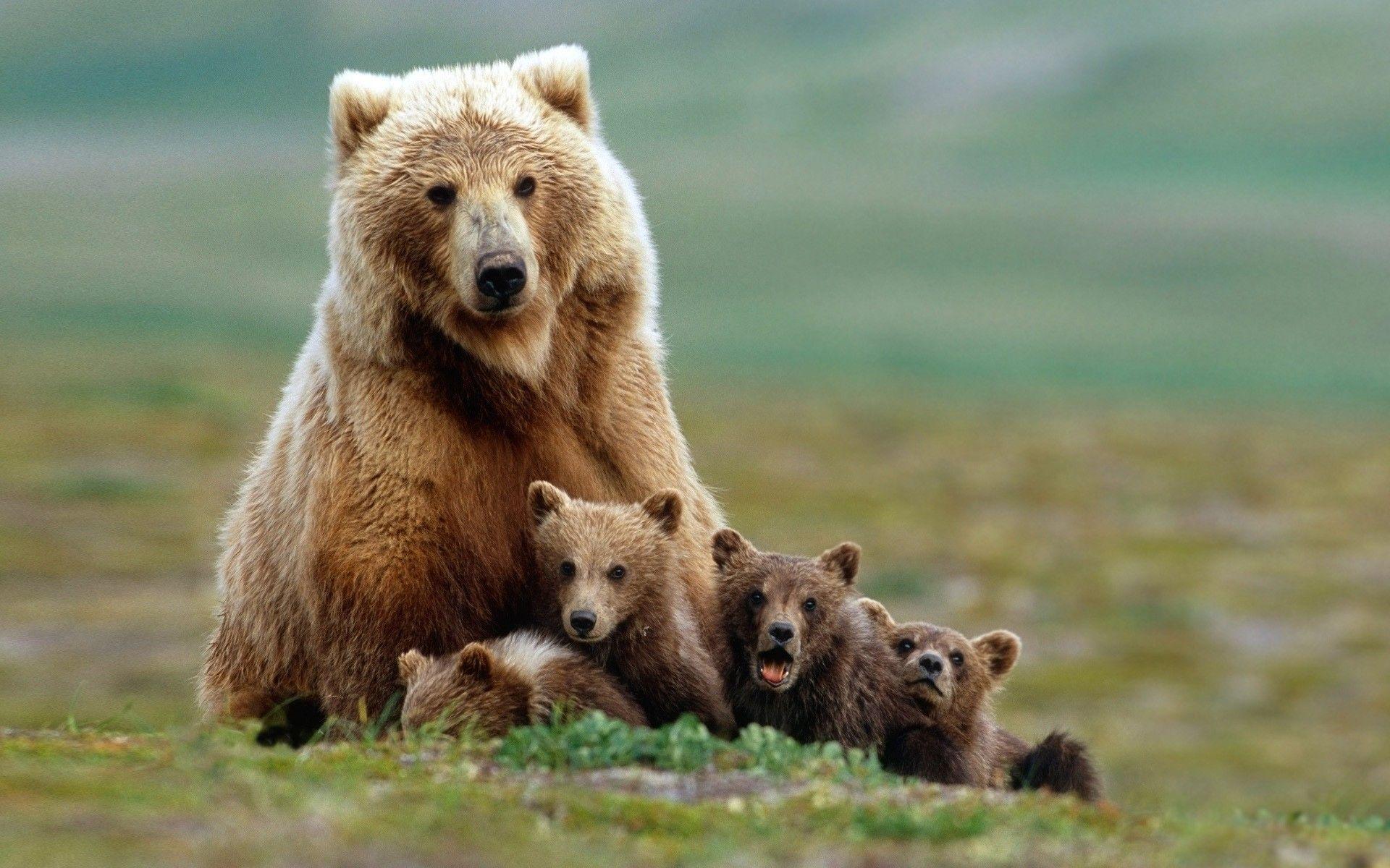 1920x1200 Grizzly Bear Family Mother With Four Baby Bear Animails Wallpaper