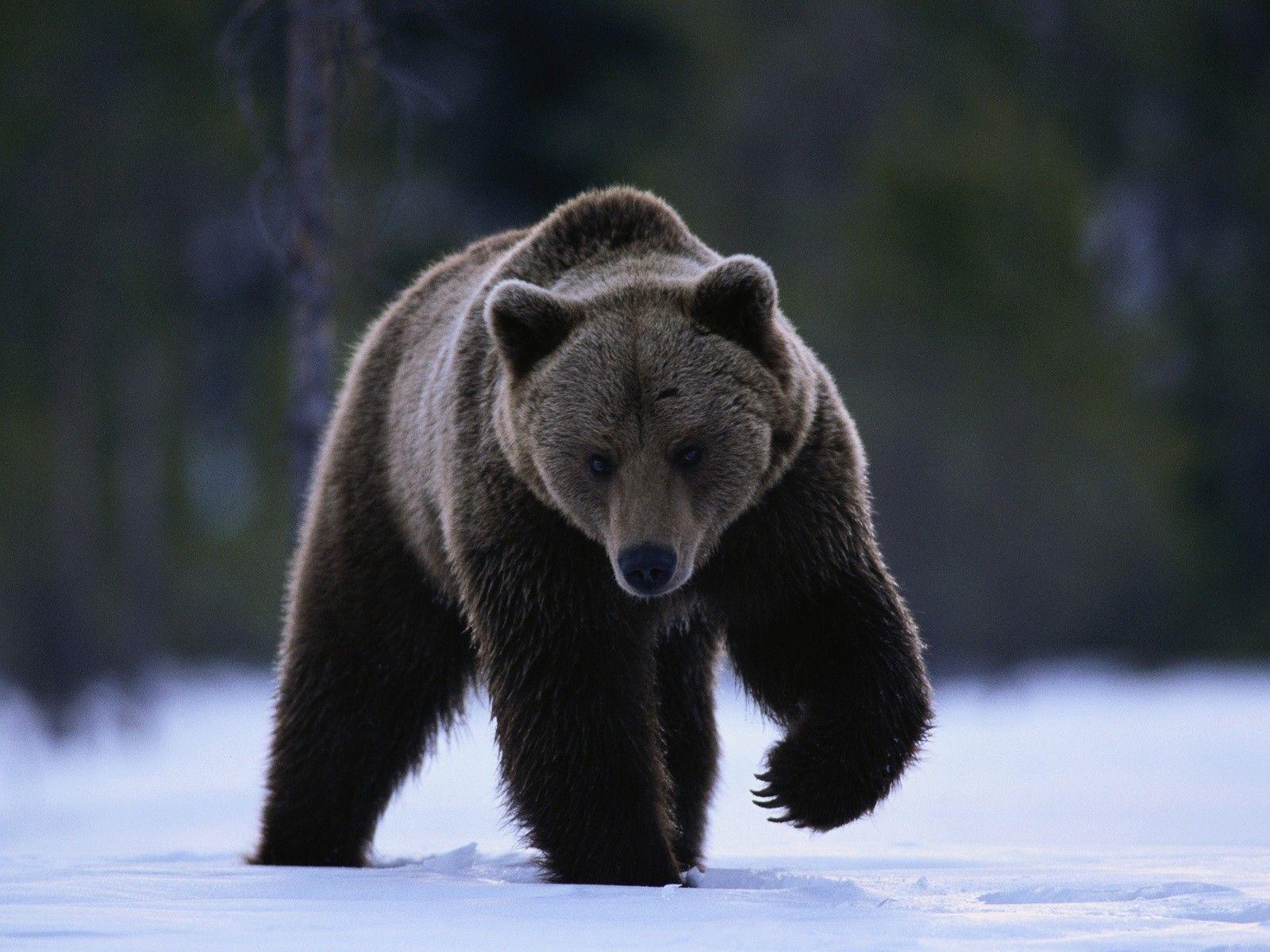 1600x1200 Black bear