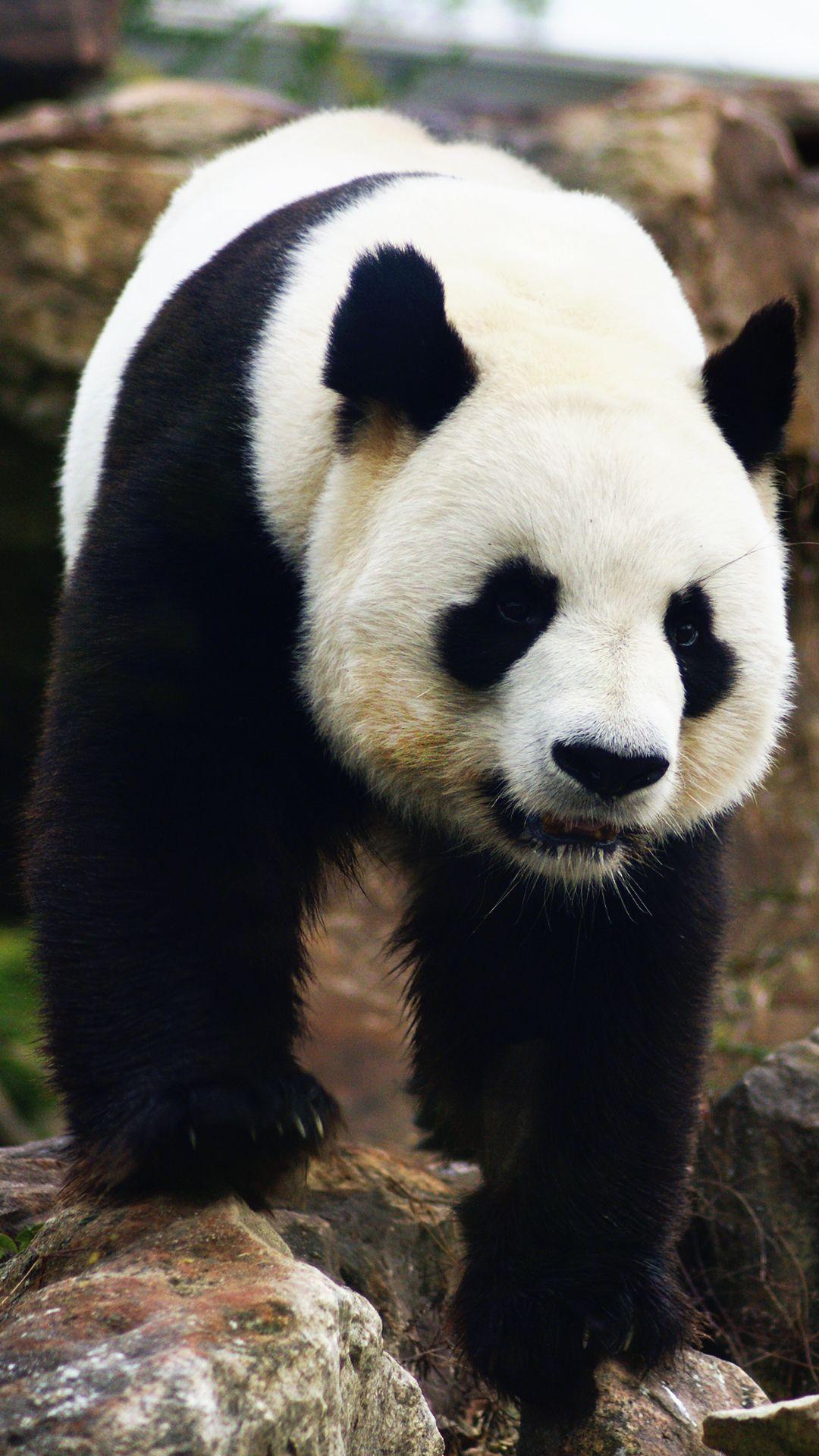 1080x1920 Panda Bear iPhone Background