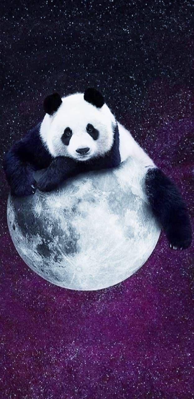 623x1280 Download PandaMoon Wallpaper
