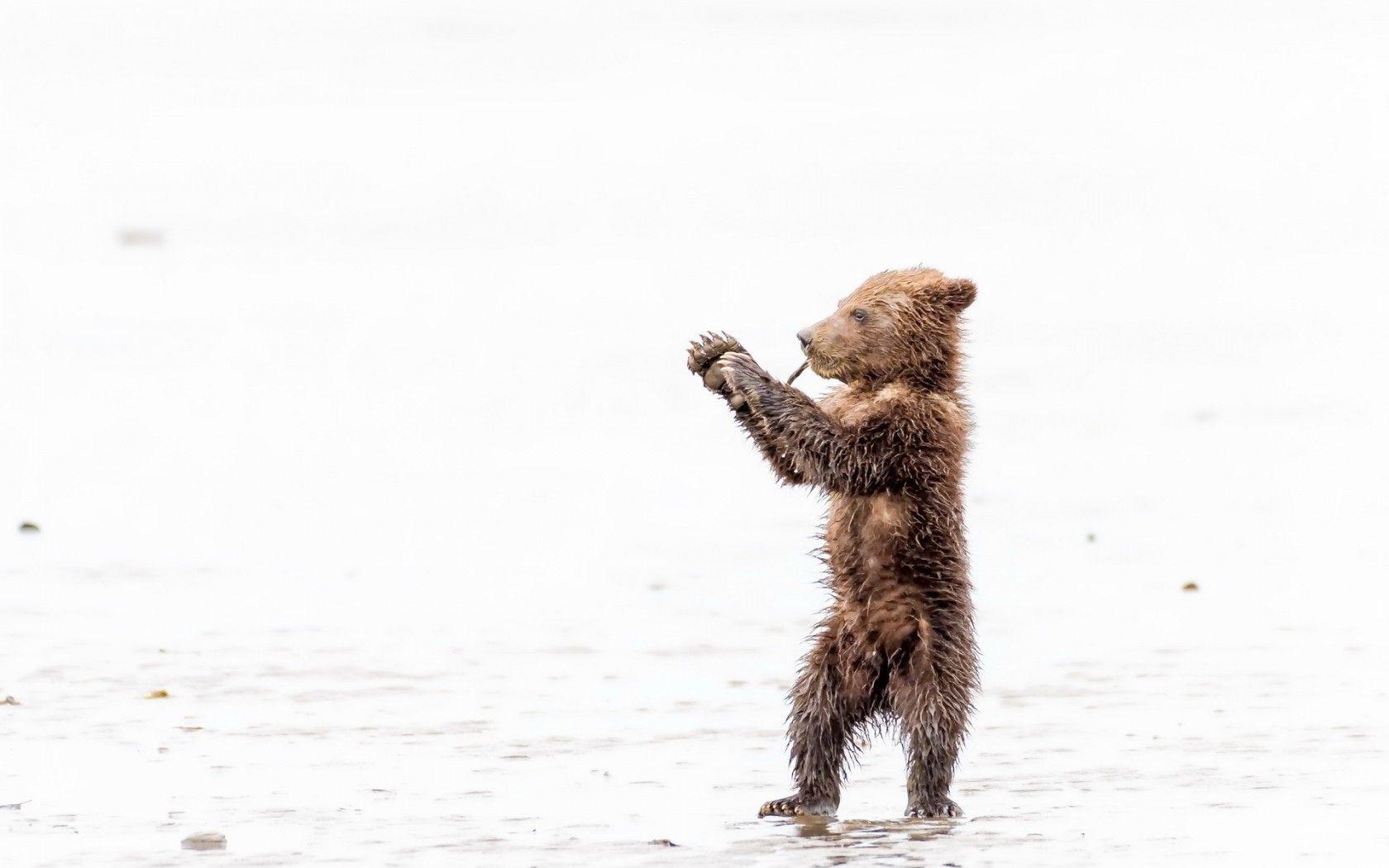 1680x1050 Download 1680x1050 Baby Bear, Cub, Wet, Water, Cute Wallpaper