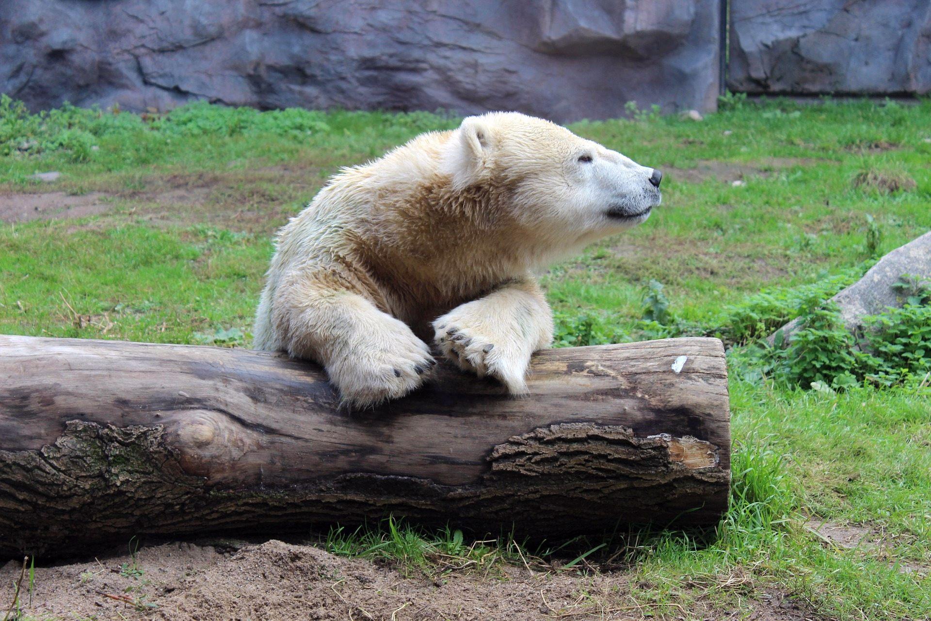 1920x1280 Cute Polar Bear Wallapers Download Free