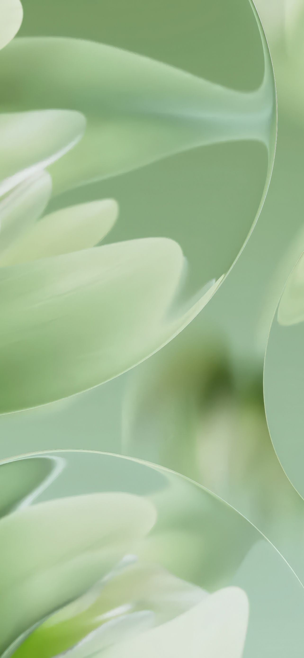1284x2778 Water Lilies Green Simple 4K Most Popular Desktop Wallpaper 6K Background 8K Backdrops Screensaver Cover For IPhone And Android ULTRA HD High Resolution