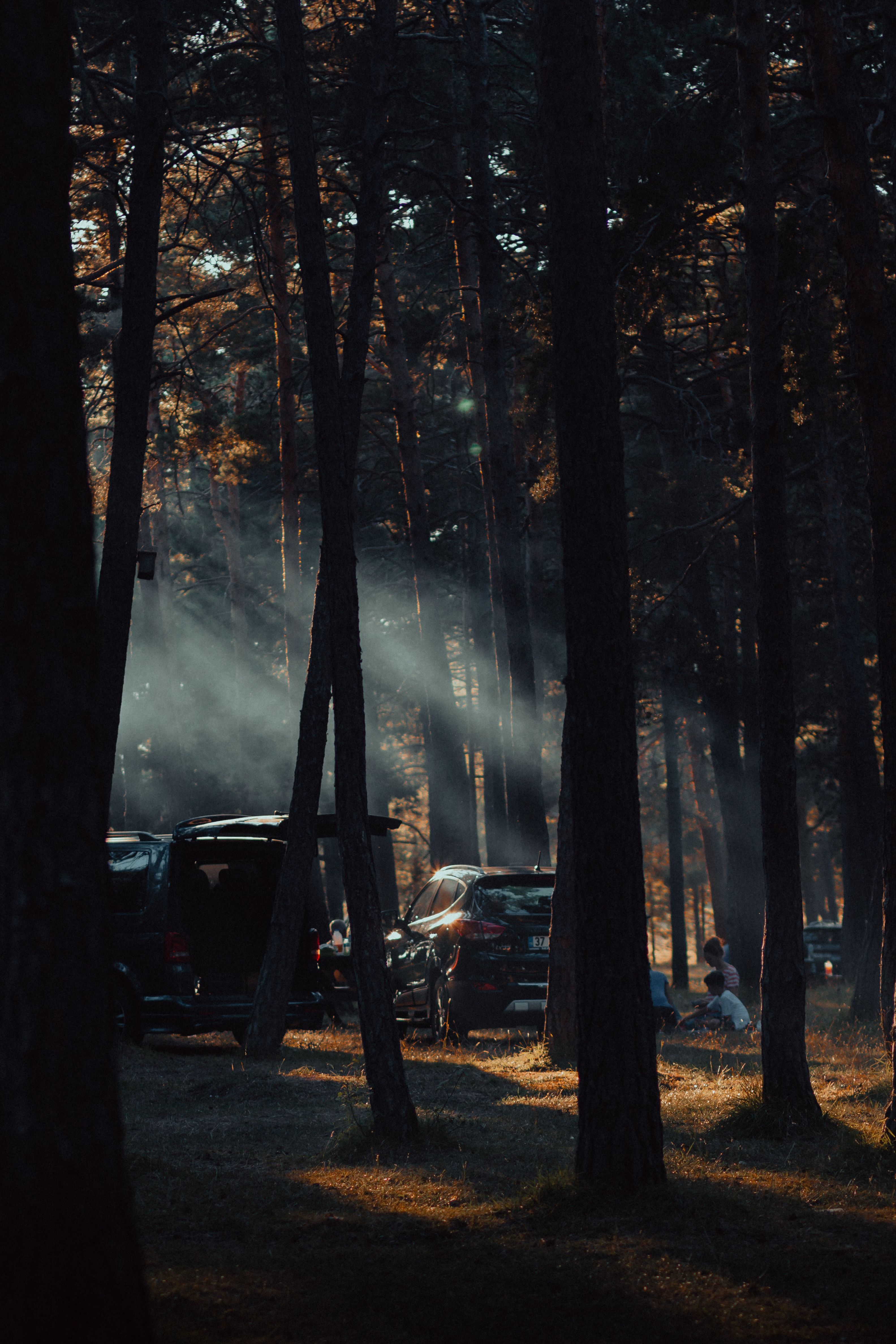 3168x4752 Cars Parked at the Forest · Free