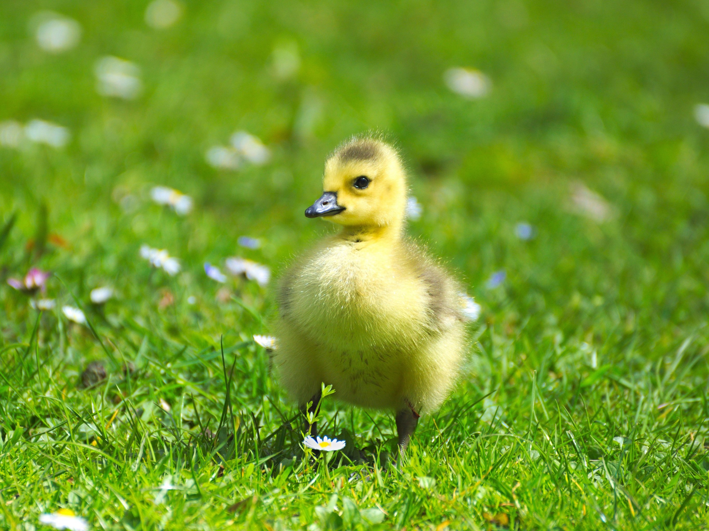 2732x2048 Fluffy Baby Goose Wallpaper, Android & Desktop Background