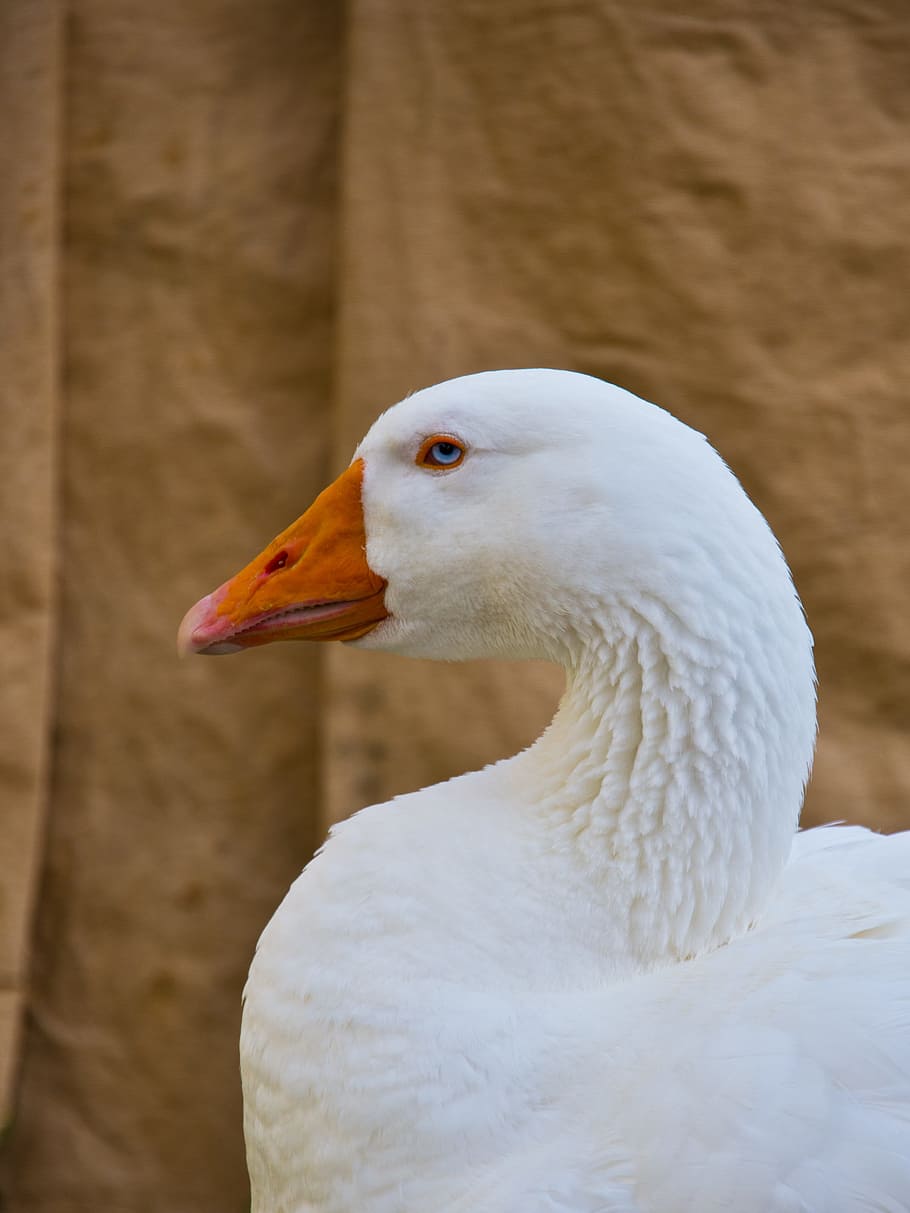 910x1213 HD wallpaper: goose, duck, animal, water bird, duck bird, half goose, plumage