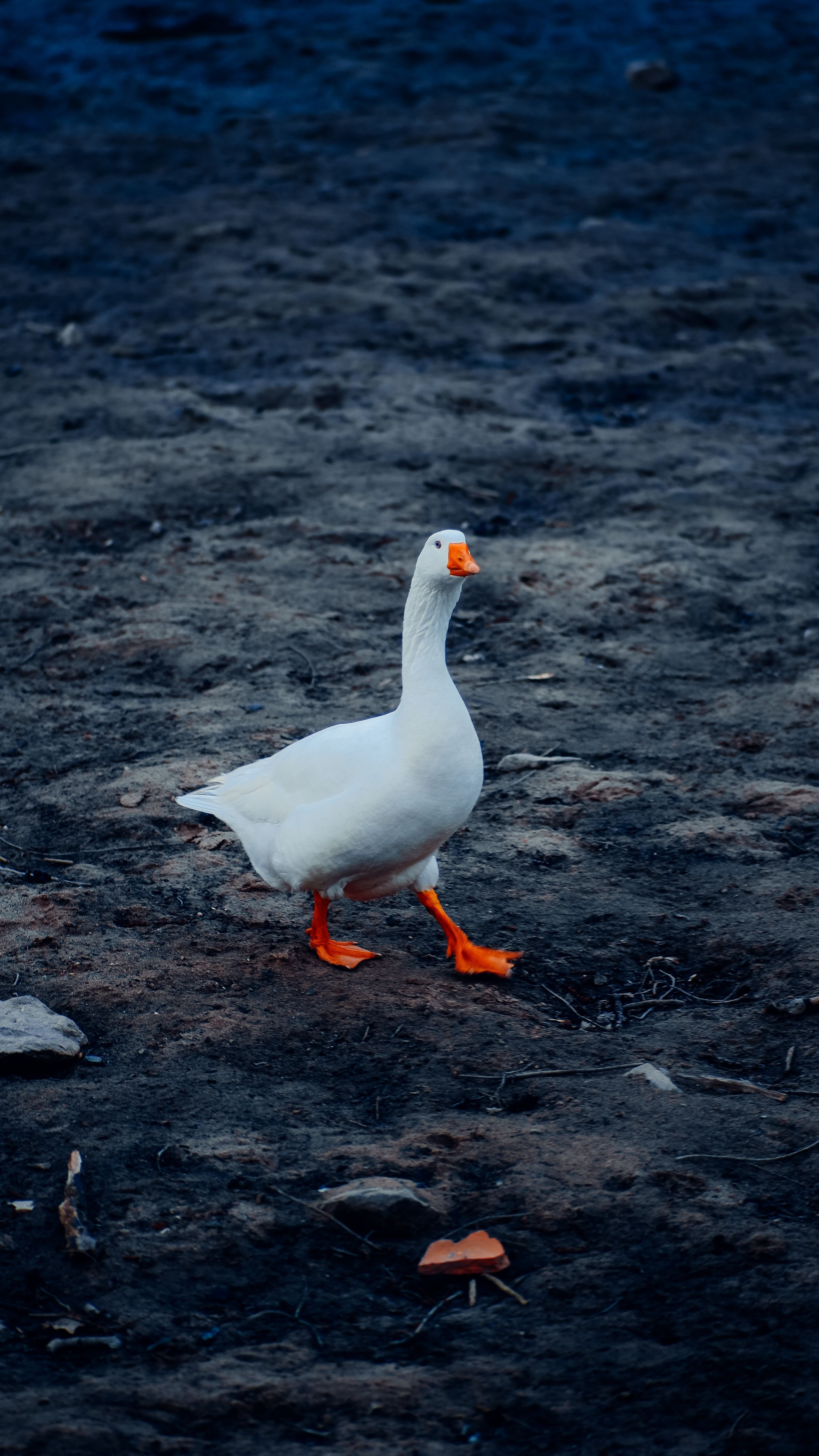 3376x6000 Close up of Goose · Free