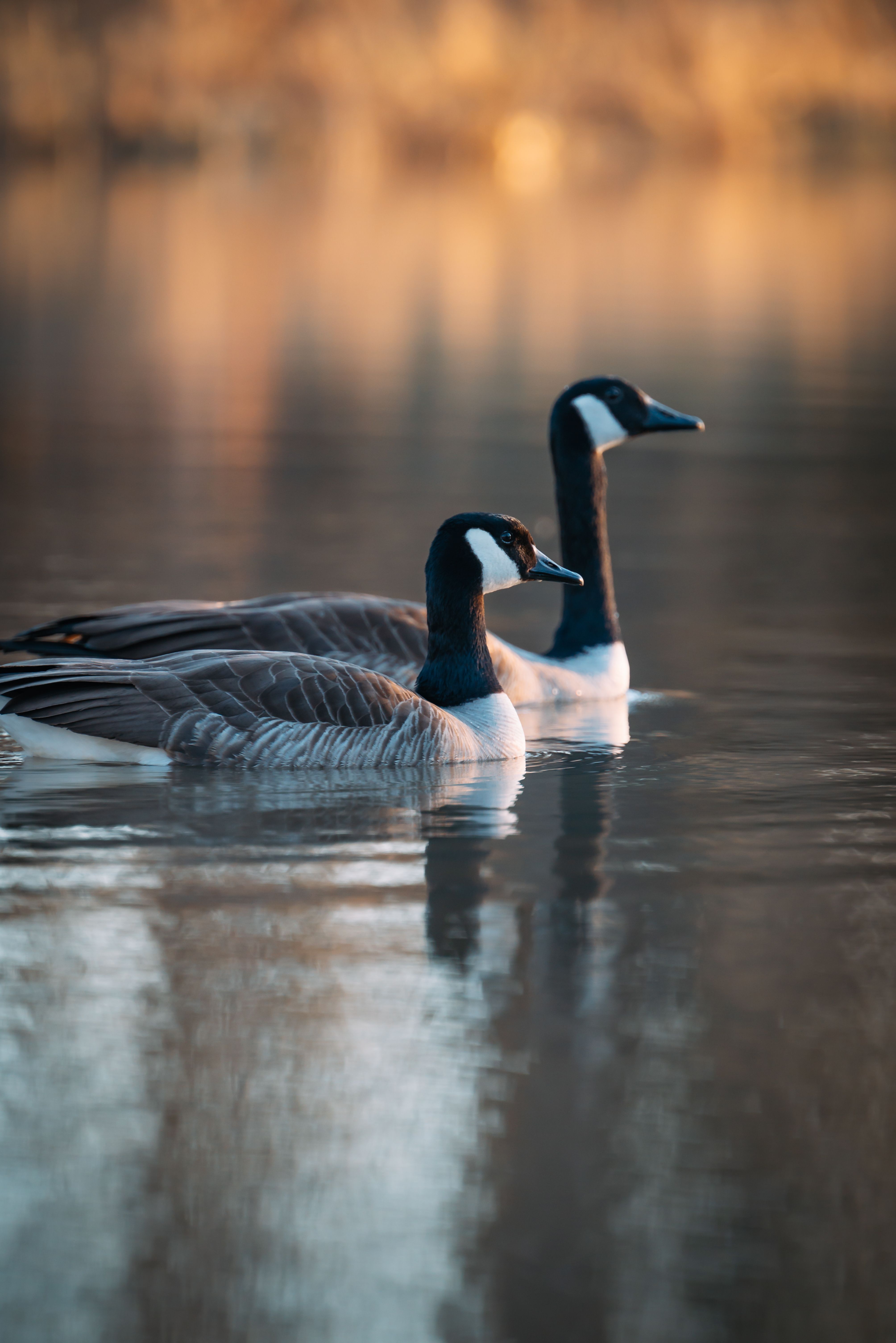 4016x6016 Close up of Ducks · Free