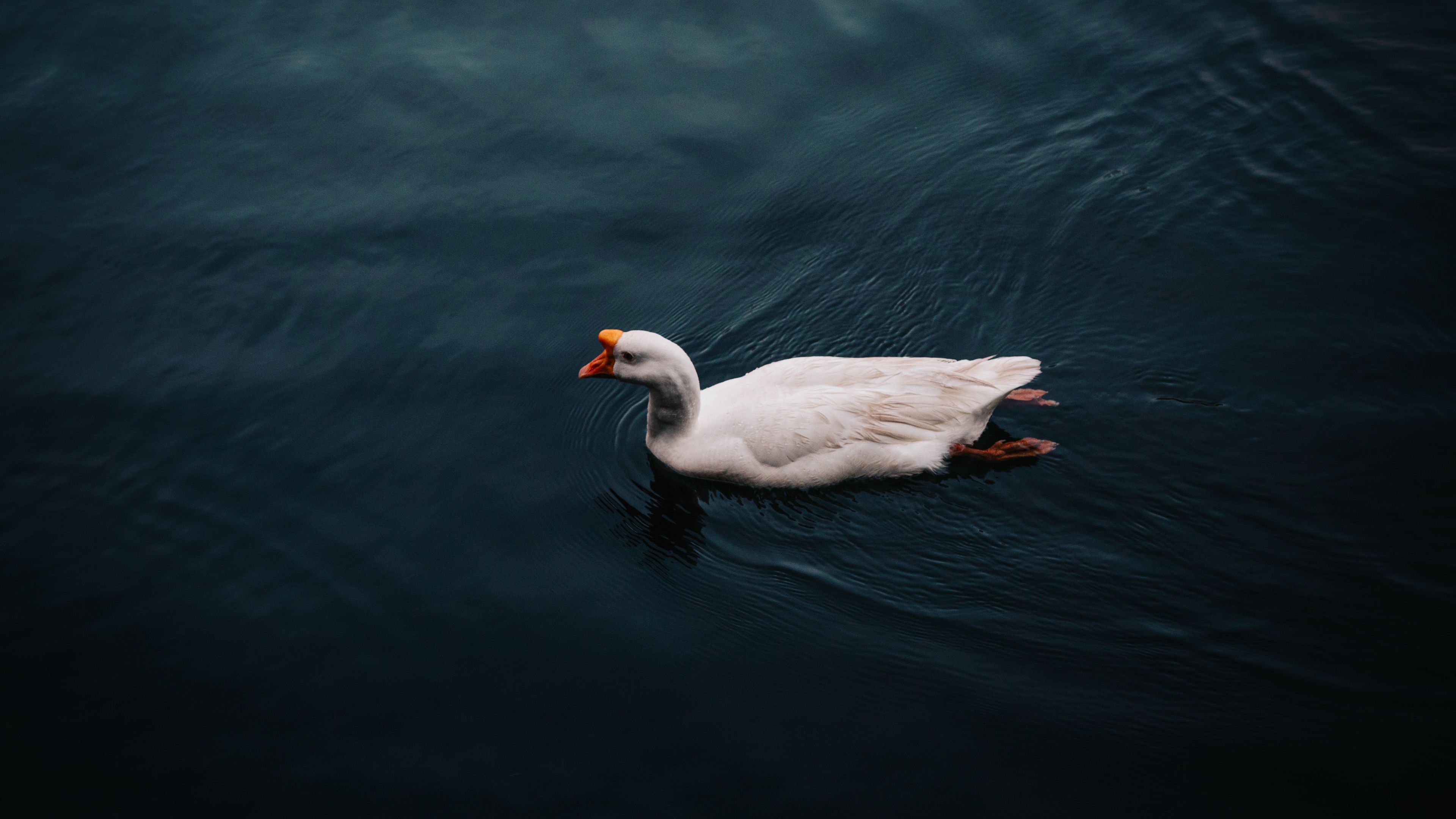 3840x2160 Download wallpaper 3840x2160 goose, bird, swim 4k uhd 16:9 HD background