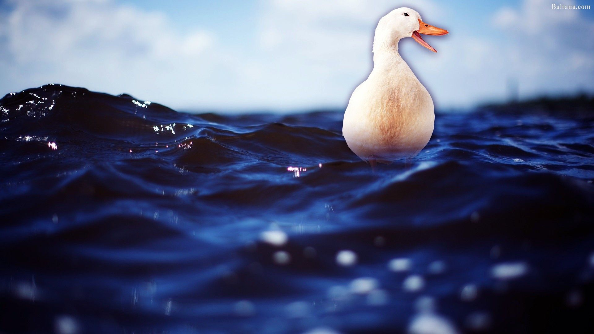 1920x1080 Goose HQ Desktop Wallpaper 30421